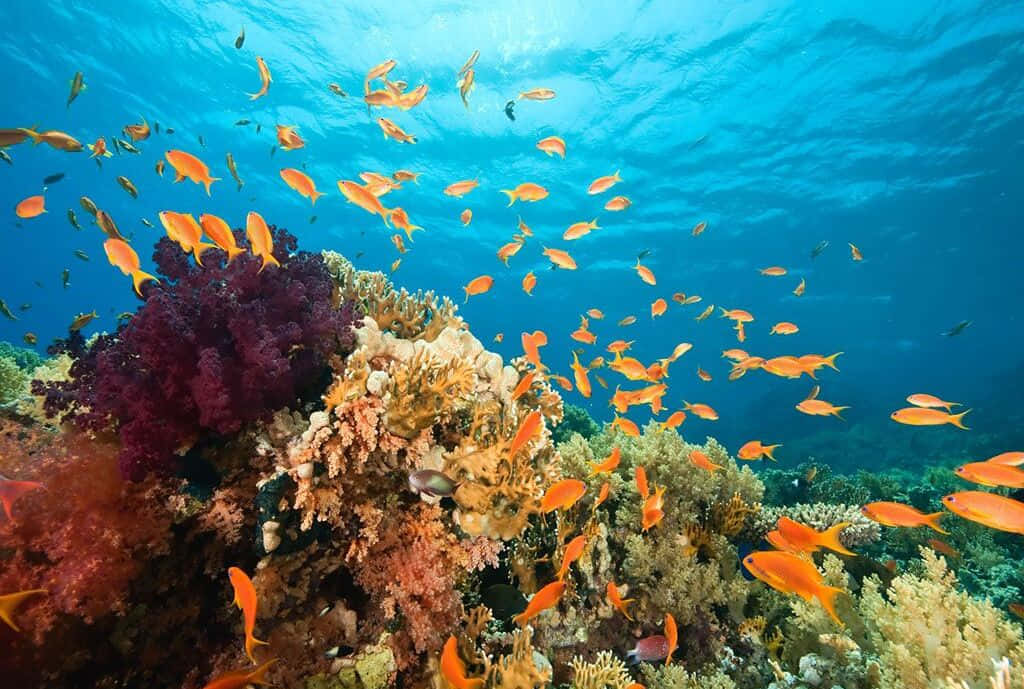 Aquatic 桌布 壁紙 — 鮮豔的橙色魚群在清澈的藍色海水下穿梭於色彩繽紛的珊瑚礁中。