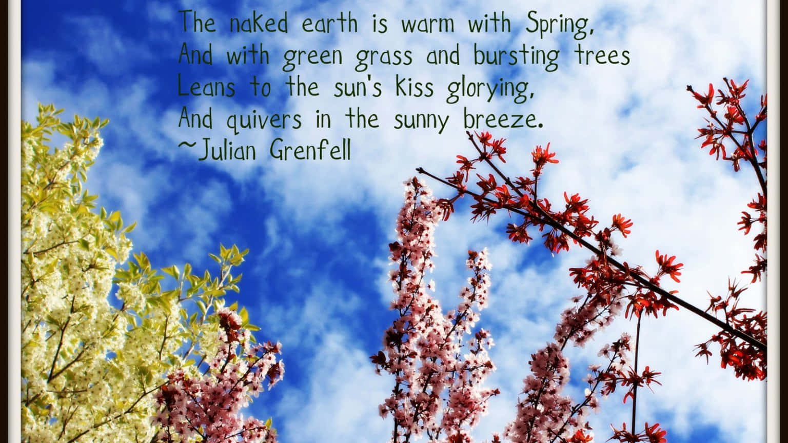Spring Quotes 桌布 壁紙 — 鮮豔的櫻花和萌芽的樹木襯托著藍天白雲，並附有詩意的春天語錄。