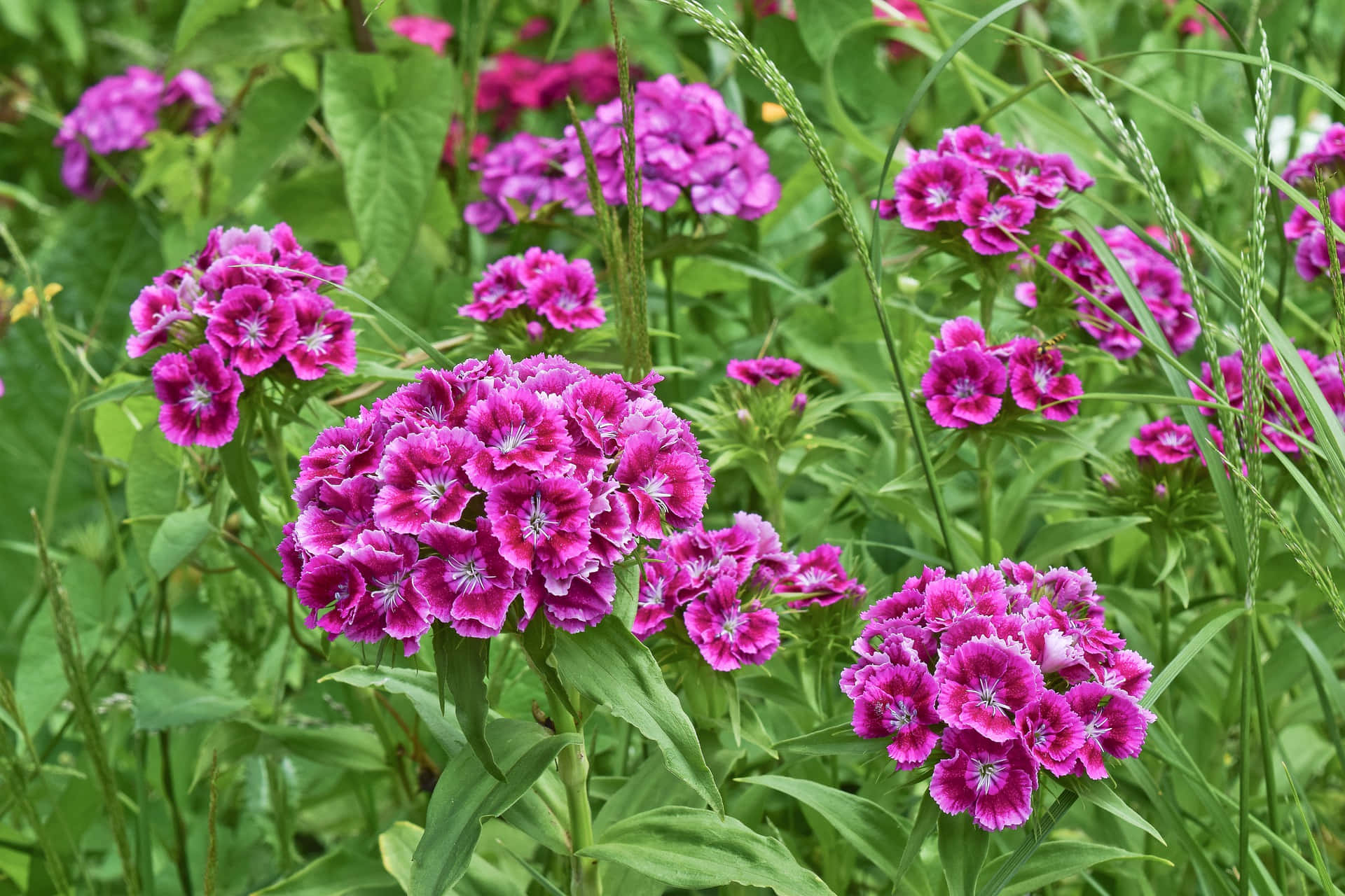 Blooming Flowers 桌布 壁紙 — 鮮豔的洋紅色福祿考花在陽光普照的花園中，在茂密的綠葉間密集盛開。