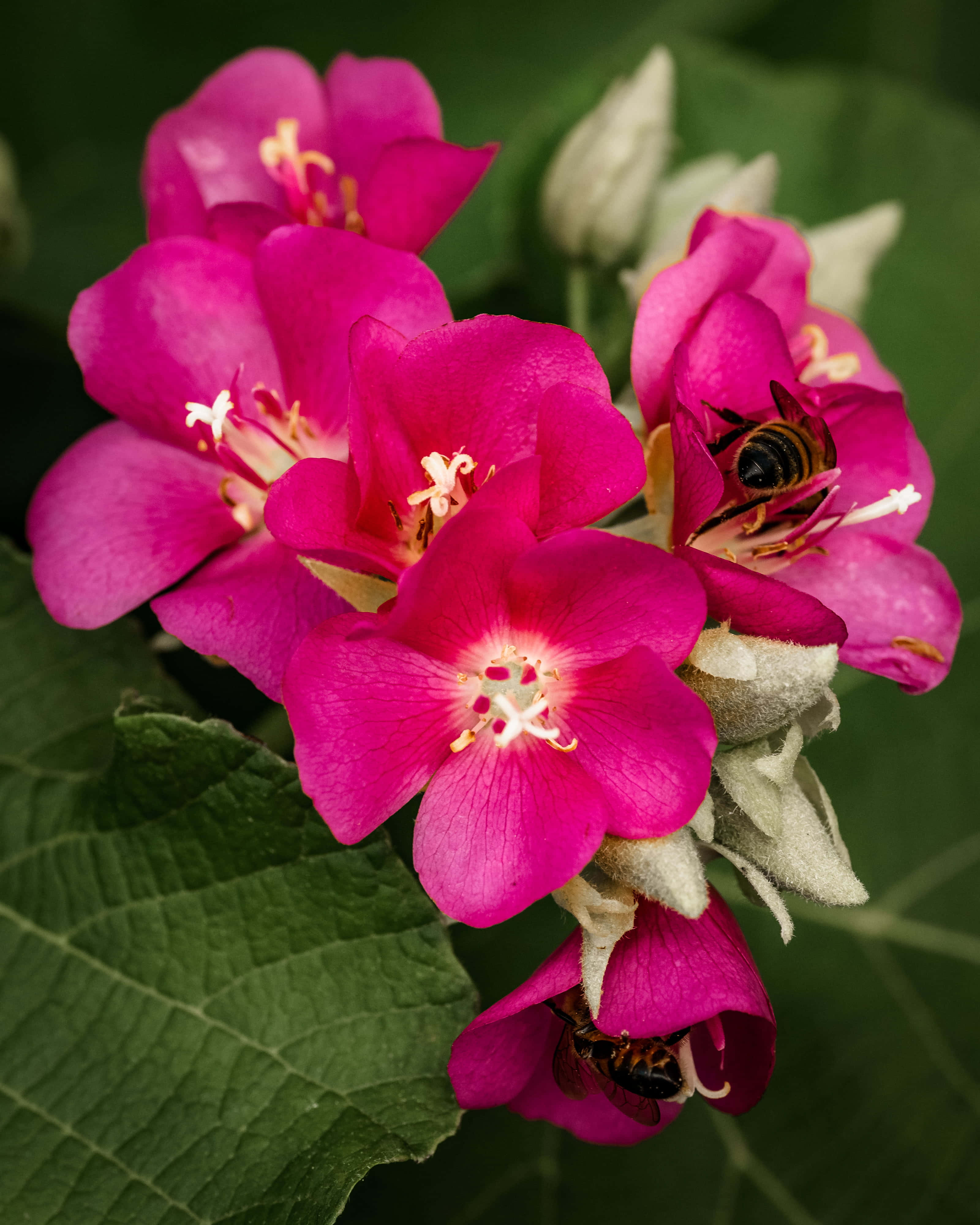 Spring Bees 桌布 壁紙 — 鮮豔的洋紅色花朵帶有白色中心，在茂密的綠葉中綻放，蜜蜂在花瓣附近盤旋。