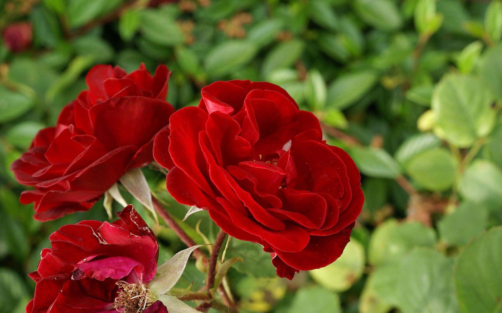 Red Rose 桌布 壁紙 — 鮮豔的深紅色玫瑰在柔和的綠色樹葉背景下茂盛綻放。