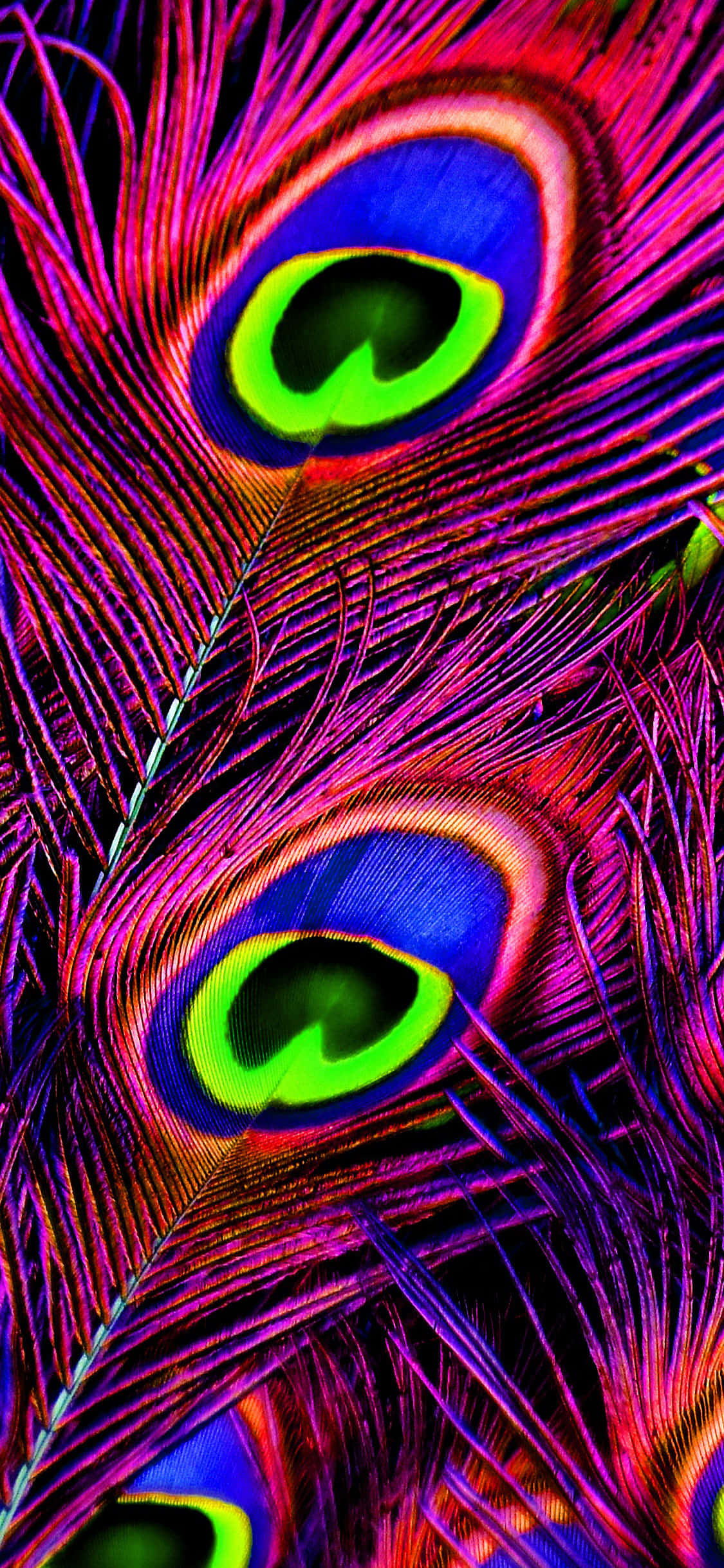 iPhone X Nature 桌布 壁紙 — 鮮豔的特寫，呈現虹彩孔雀羽毛，帶有電光藍、綠色和洋紅色調，背景為深色。