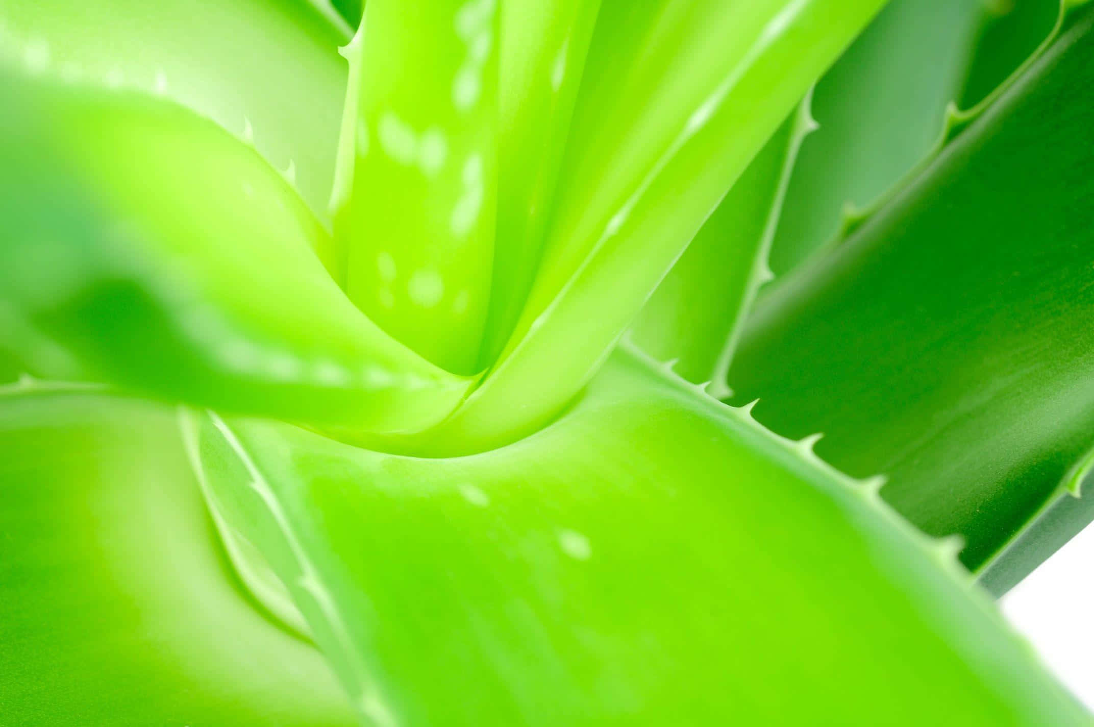 Aloe Vera 桌布 壁紙 — 鮮豔的特寫鏡頭，展示一株多肉蘆薈植物，葉片光滑翠綠，邊緣呈鋸齒狀，背景為亮白色。