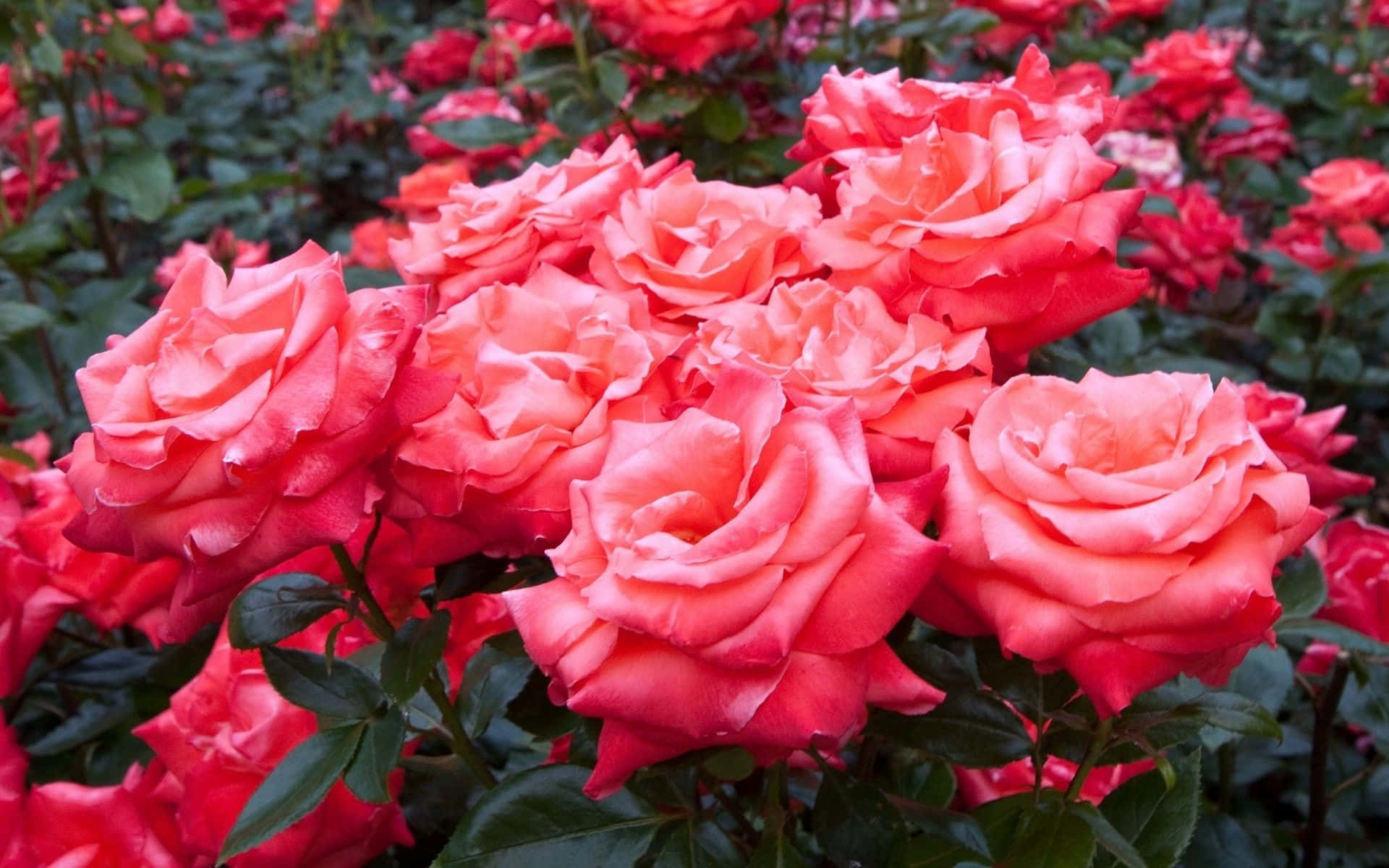 Tumblr Flower 桌布 壁紙 — 鮮豔的珊瑚粉玫瑰在陽光普照的花園中，在深綠色葉子的襯托下茂盛地盛開。