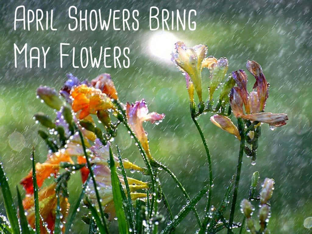 Spring Showers 桌布 壁紙 — 鮮豔的番紅花在明亮的陽光下，在模糊的綠色背景上閃爍著雨滴。