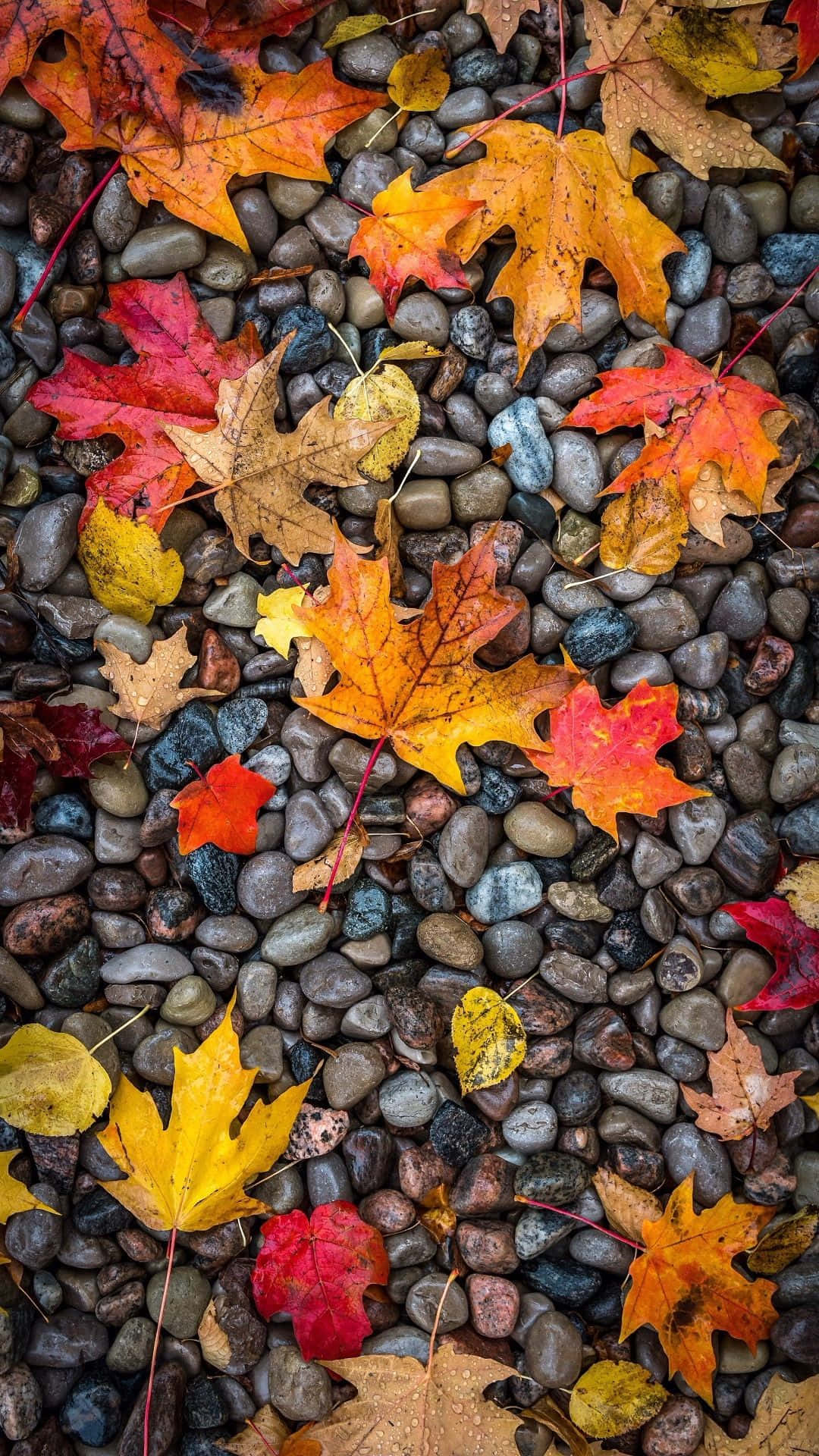 Fallen Leaves 桌布 壁紙 — 鮮豔的秋季楓葉（紅色、橙色和黃色）躺在濕漉漉的灰色河石上。