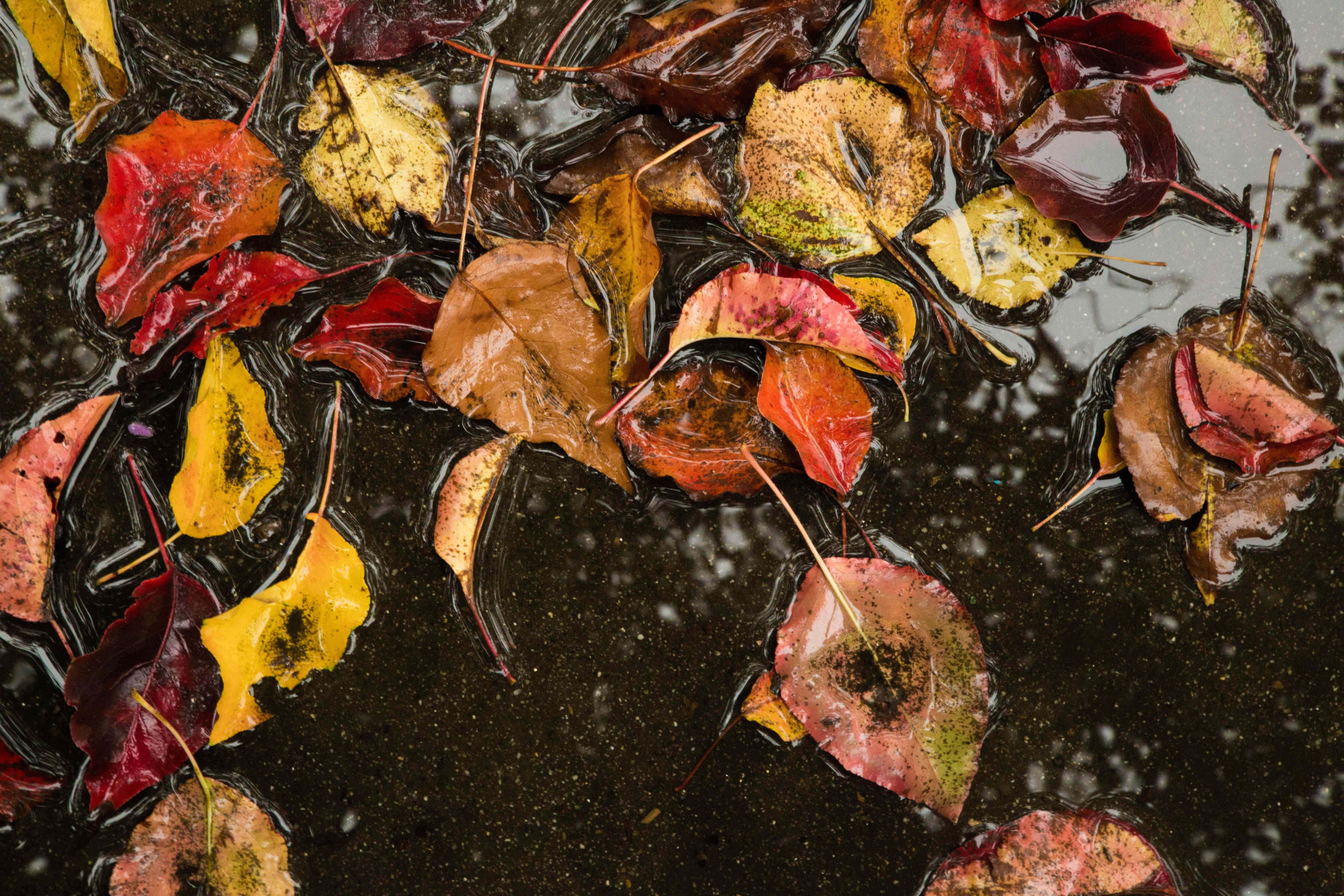Fall Rain 桌布 壁紙 — 鮮豔的秋葉（紅、黃、棕色）漂浮在黑暗的漣漪水面上，細微的雪花飄落。