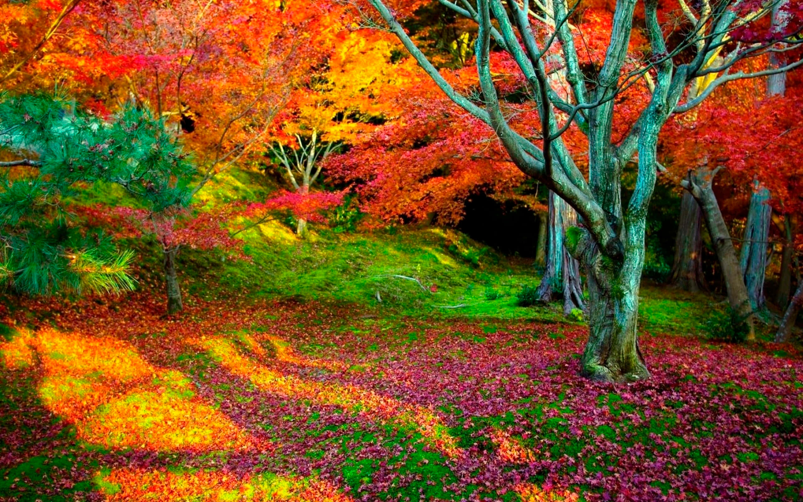 High Resolution Fall 桌布 壁紙 — 鮮豔的秋葉以火紅、橙黃色鋪滿高聳樹木下的森林地面。