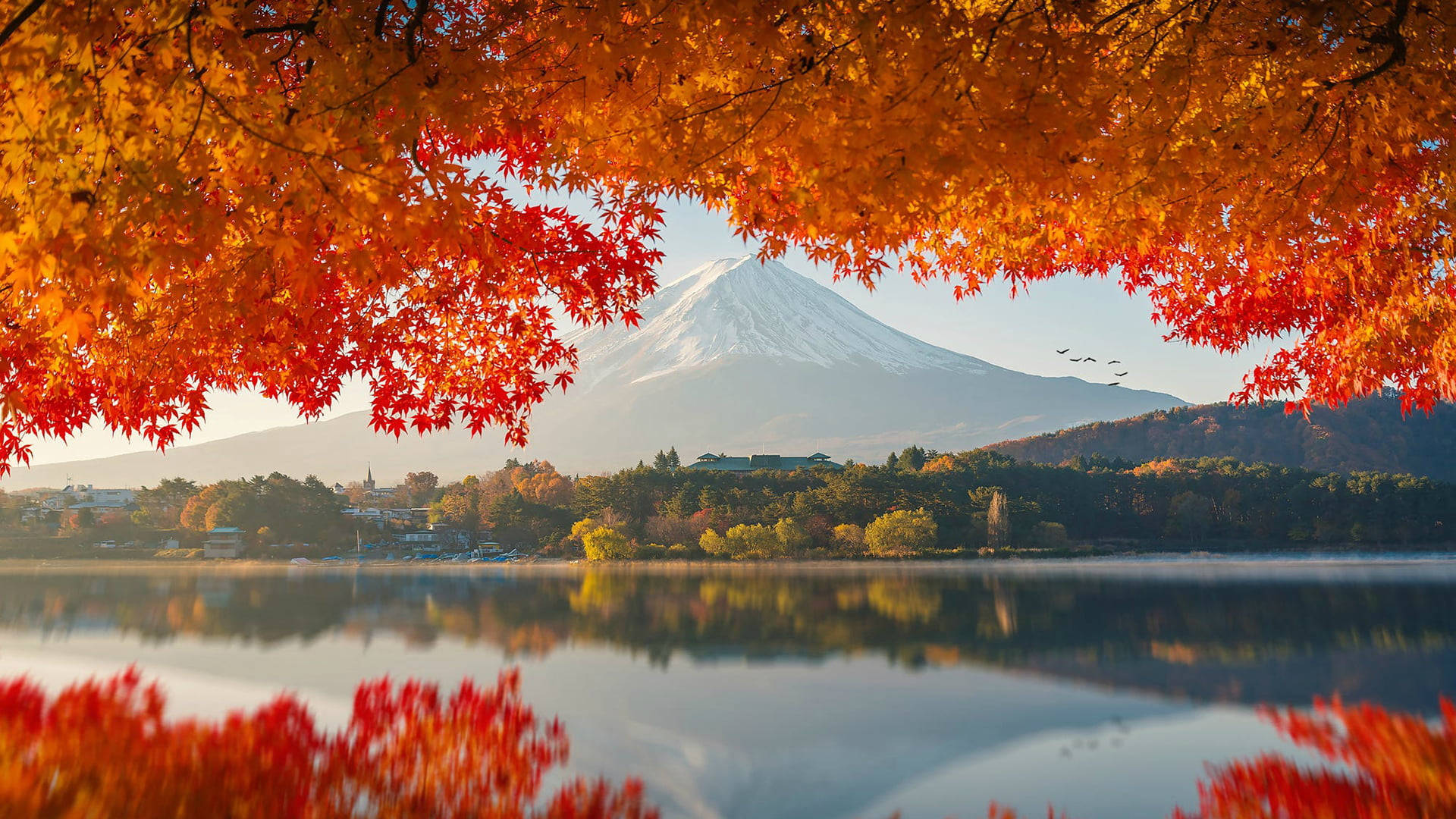 Mount Fuji 桌布 壁紙 — 鮮豔的秋葉環繞著寧靜的湖泊，在晴朗的天空下映照著白雪覆蓋的富士山。