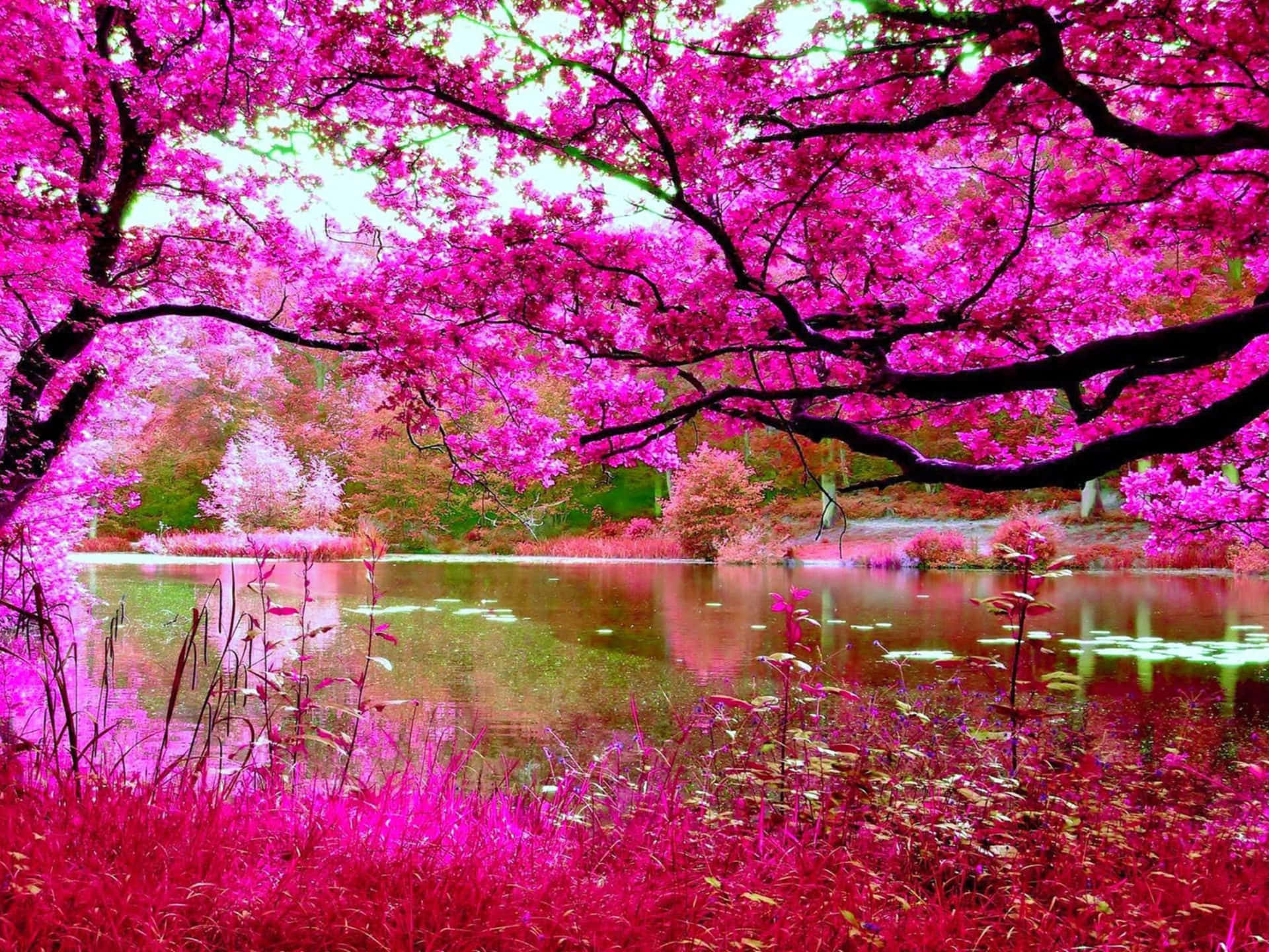 Cherry Blossom Tree 桌布 壁紙 — 鮮豔的粉紅櫻花拱起在平靜的池塘上，倒映著春天花園中超現實的花冠。