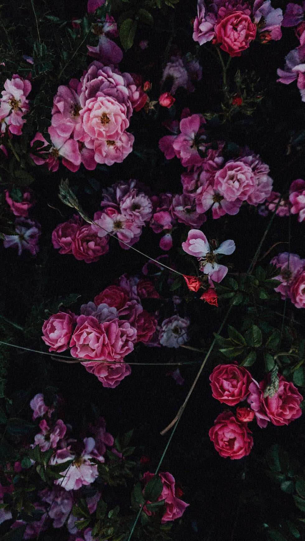 Flower Phone 桌布 壁紙 — 鮮豔的粉紅玫瑰在深黑色背景上密集綻放，營造出戲劇性的花卉對比。