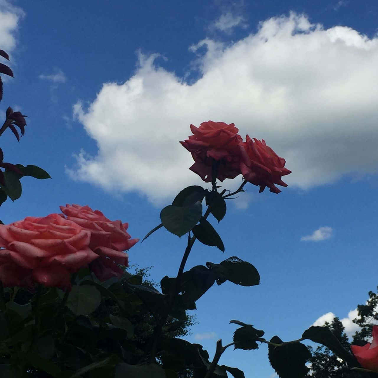 Aesthetic Rose 桌布 壁紙 — 鮮豔的粉紅玫瑰在陽光普照的花園場景中，襯著明亮的藍天和蓬鬆的白雲盛開。