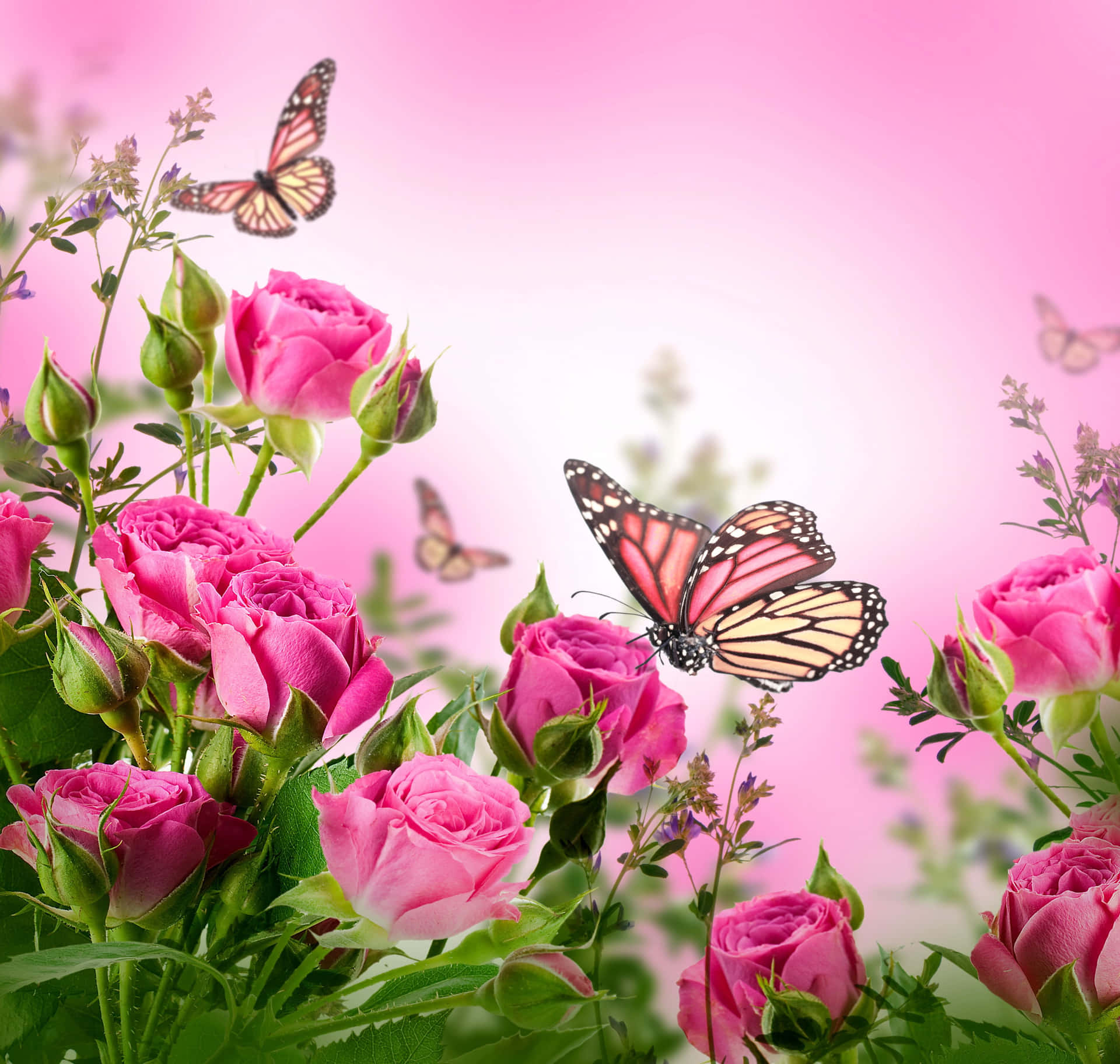 柔和粉紅花園場景中的粉紅玫瑰和帝王斑蝶。 — 唯美蝴蝶動圖 壁紙