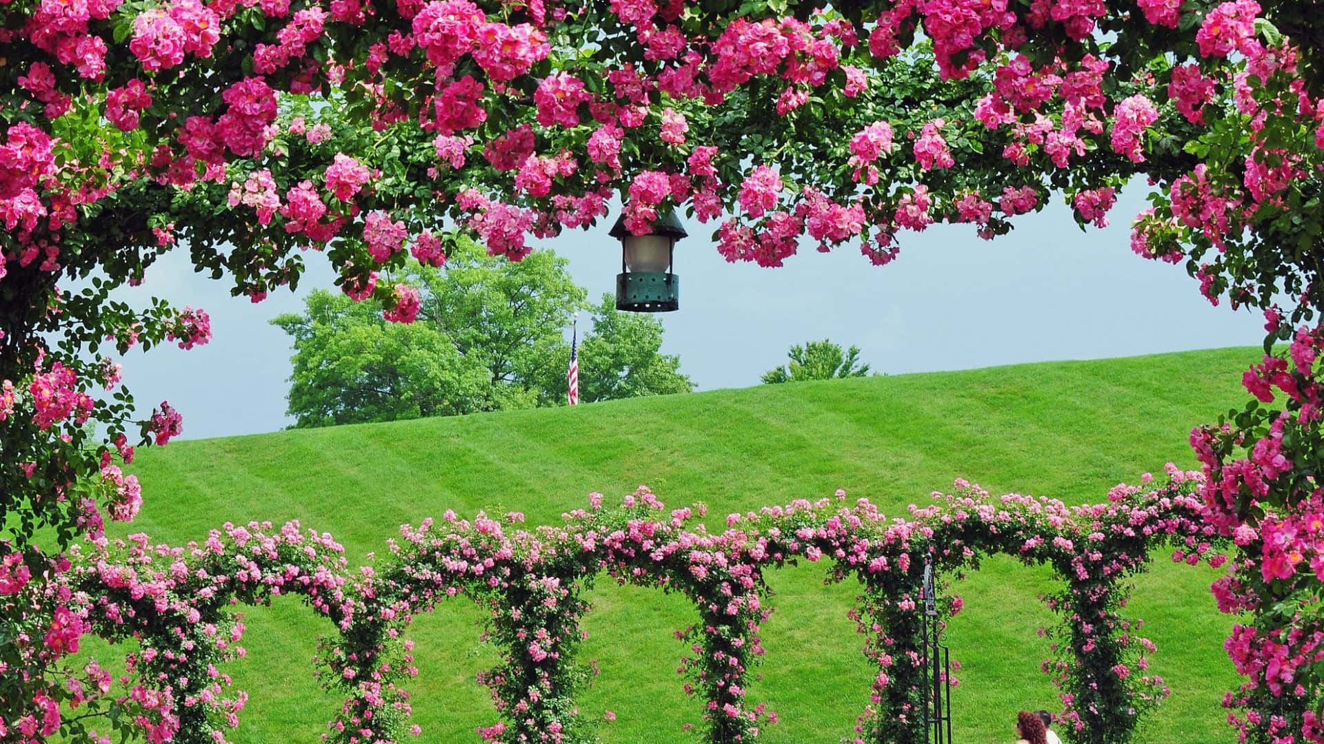 Garden Photography 桌布 壁紙 — 鮮豔的粉紅玫瑰如瀑布般垂落在花園拱門上，拱門框住了一片晴朗天空下的翠綠山丘。