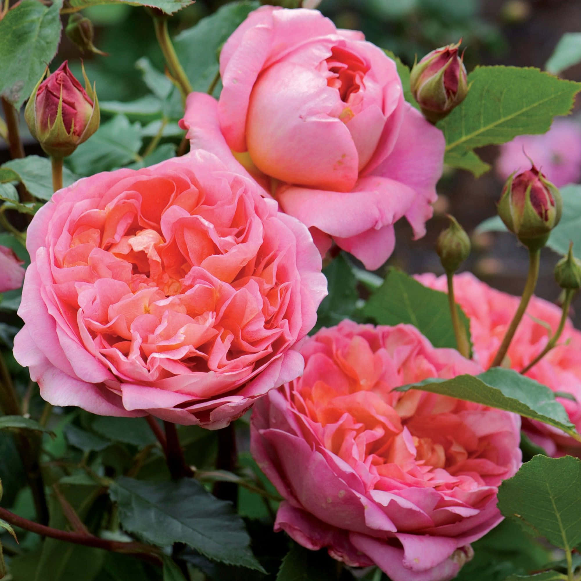 English Rose Garden 桌布 壁紙 — 鮮豔的粉紅玫瑰盛開，配上茂盛的綠葉和未開放的花蕾，在柔和自然光下。