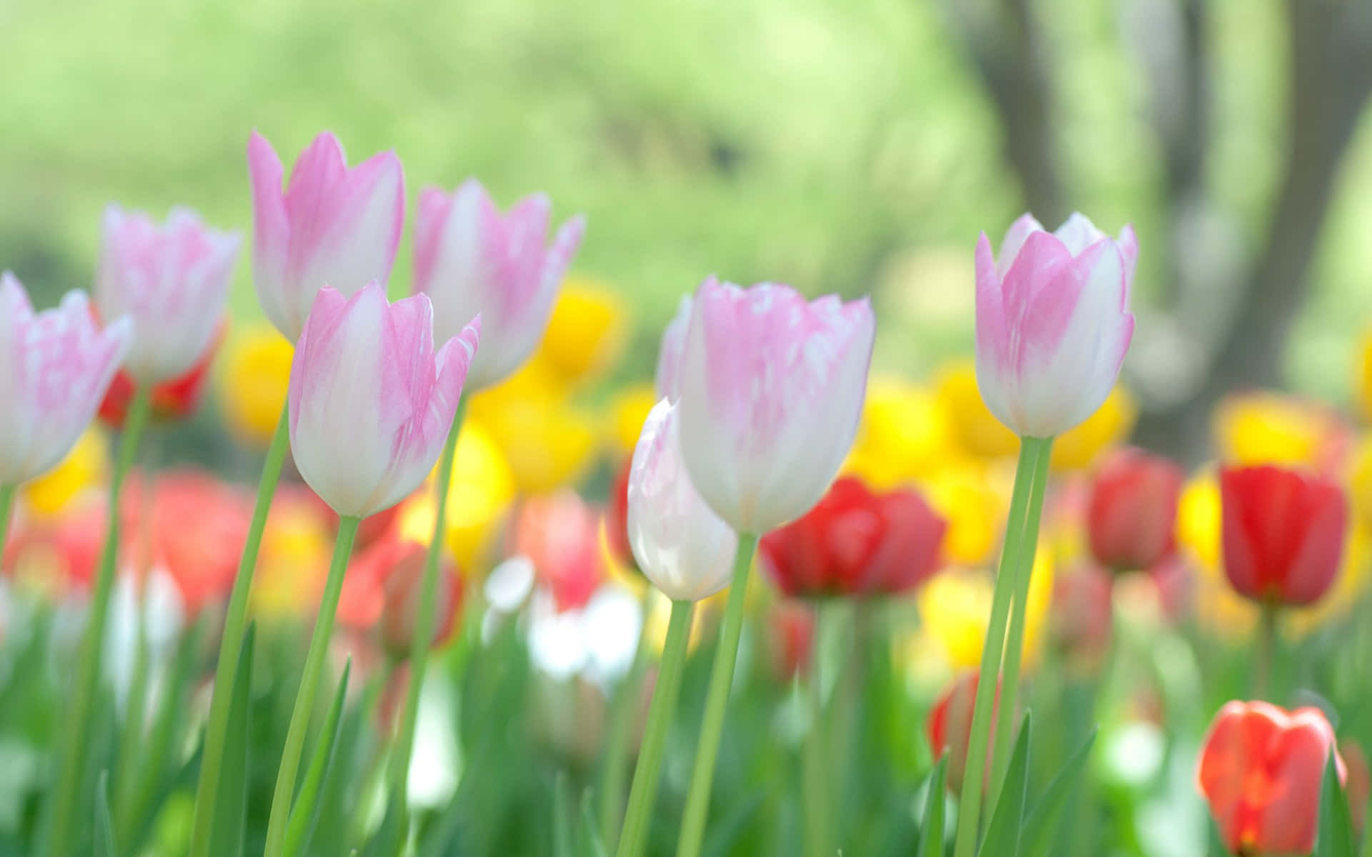 Tumblr Flower 桌布 壁紙 — 鮮豔的粉紅色、白色和黃色鬱金香在柔和的焦點下，在茂密的綠色花園背景下盛開。