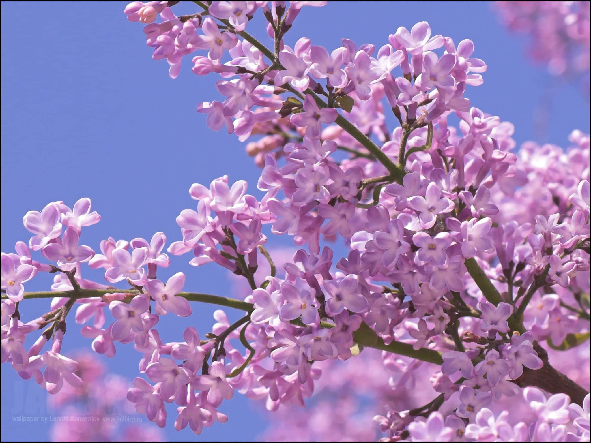 Lilac Tree 桌布 壁紙 — 鮮豔的粉紅色丁香花簇在晴朗的藍天下，在陽光普照的特寫中盛開。
