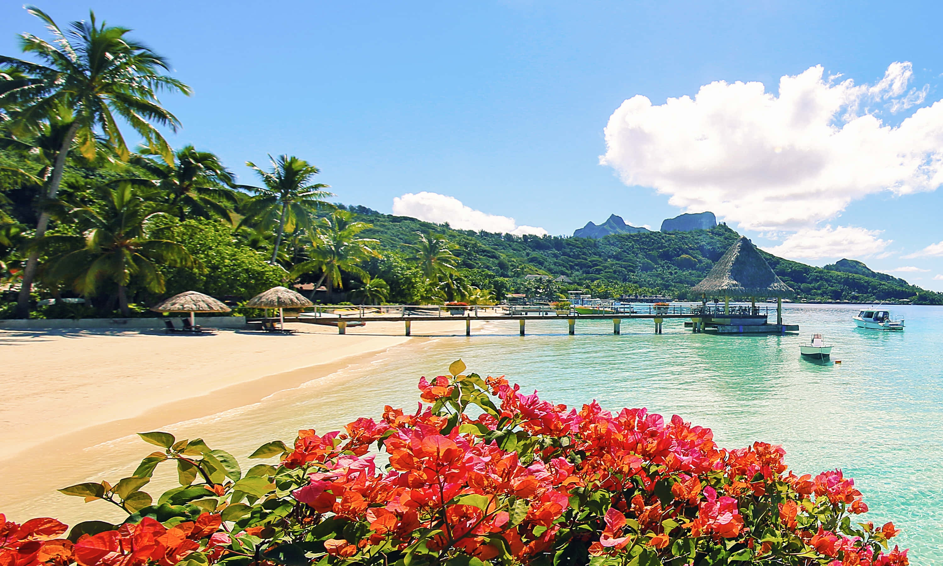 Bora Bora Beach 桌布 壁紙 — 鮮豔的粉紅色三角梅環繞著一個原始的熱帶海灘，有碧綠的海水、棕櫚樹和遠處的火山丘陵，在明亮的藍天下。