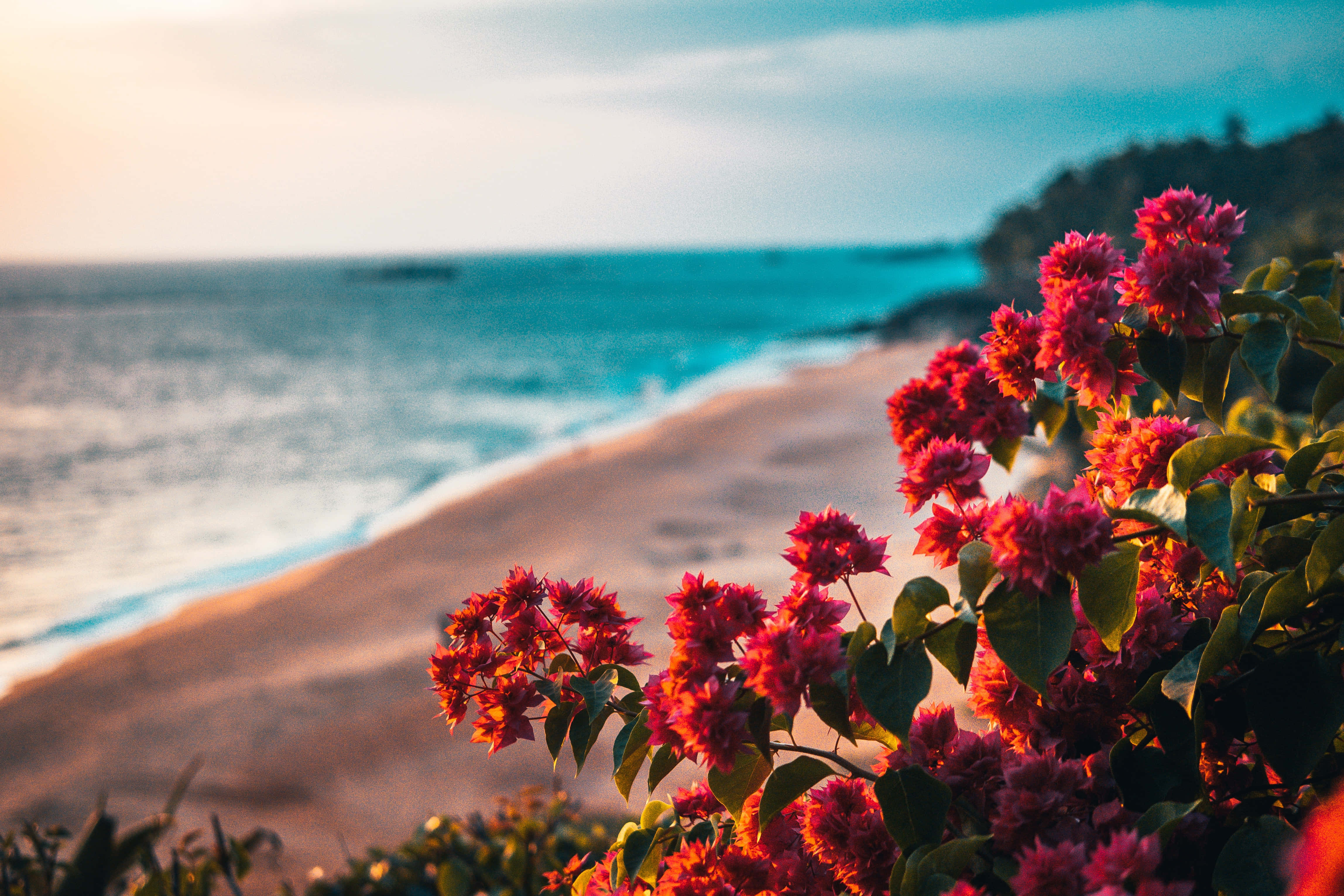 Summer Flowers 桌布 壁紙 — 鮮豔的粉紅色三角梅環繞著寧靜的海灘，金色夕陽下碧綠色的海浪拍打著沙灘。