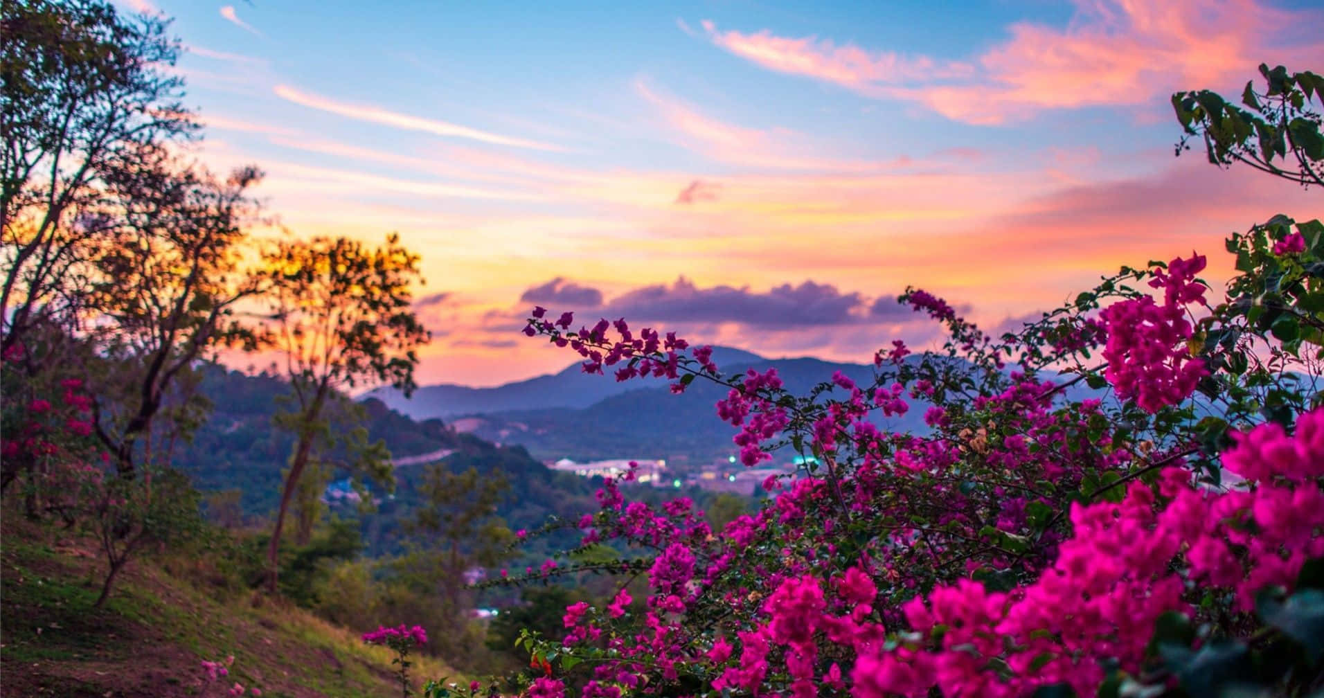 Spring Sunset 桌布 壁紙 — 鮮豔的粉紅色三角梅花朵框住了起伏山丘上令人驚嘆的日落，遠處城鎮的燈光在下方閃爍。