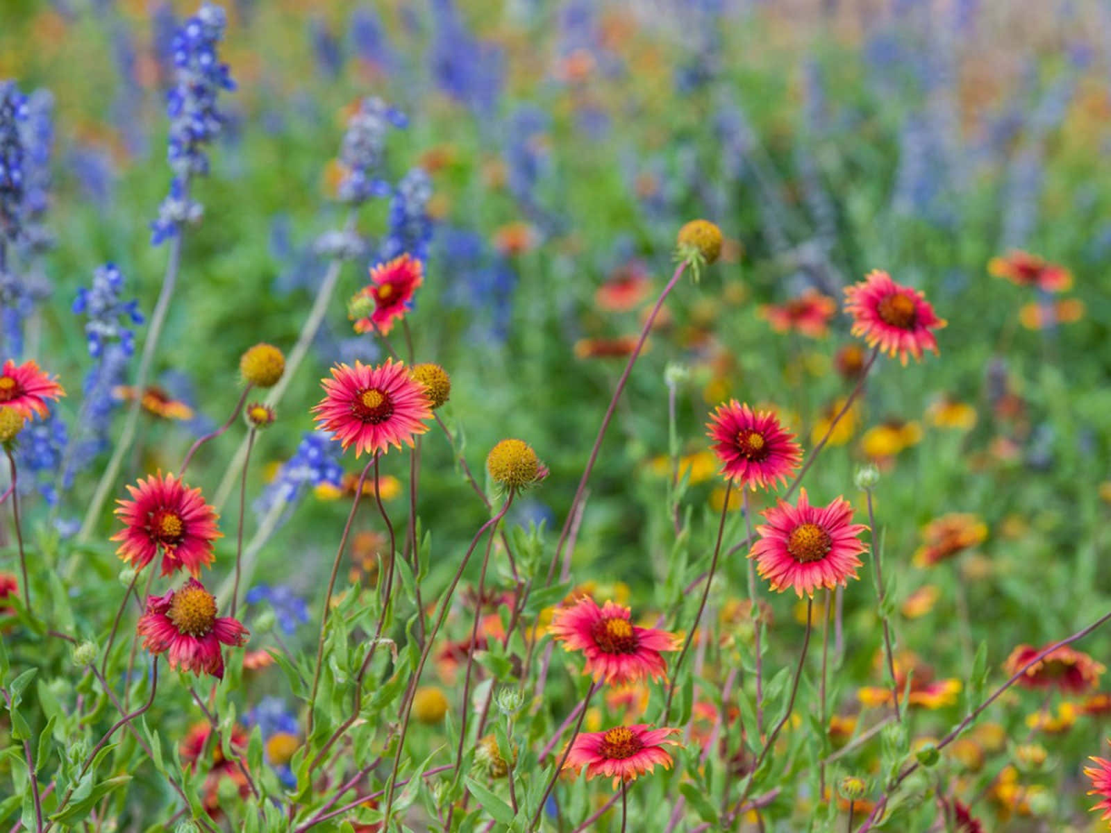 Wild Flower In Meadows 桌布 壁紙 — 鮮豔的粉紅色和橙色野花在陽光明媚的草地上，在藍色羽扇豆和綠色葉子中盛開。
