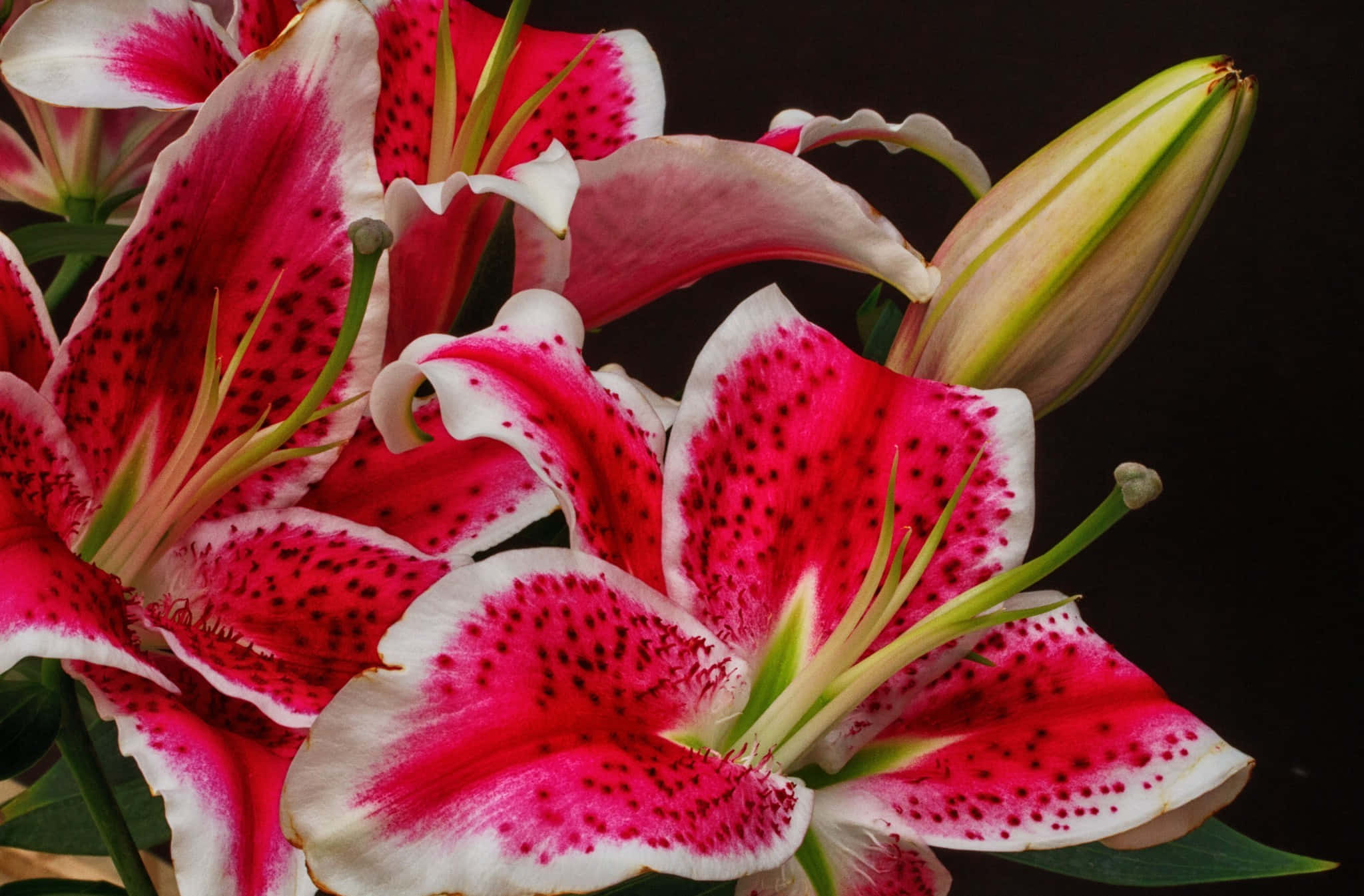 lily 桌布 壁紙 — 鮮豔的粉紅色和白色百合花，帶有深色斑點，在純黑色背景下盛開，一個花蕾仍然閉合。