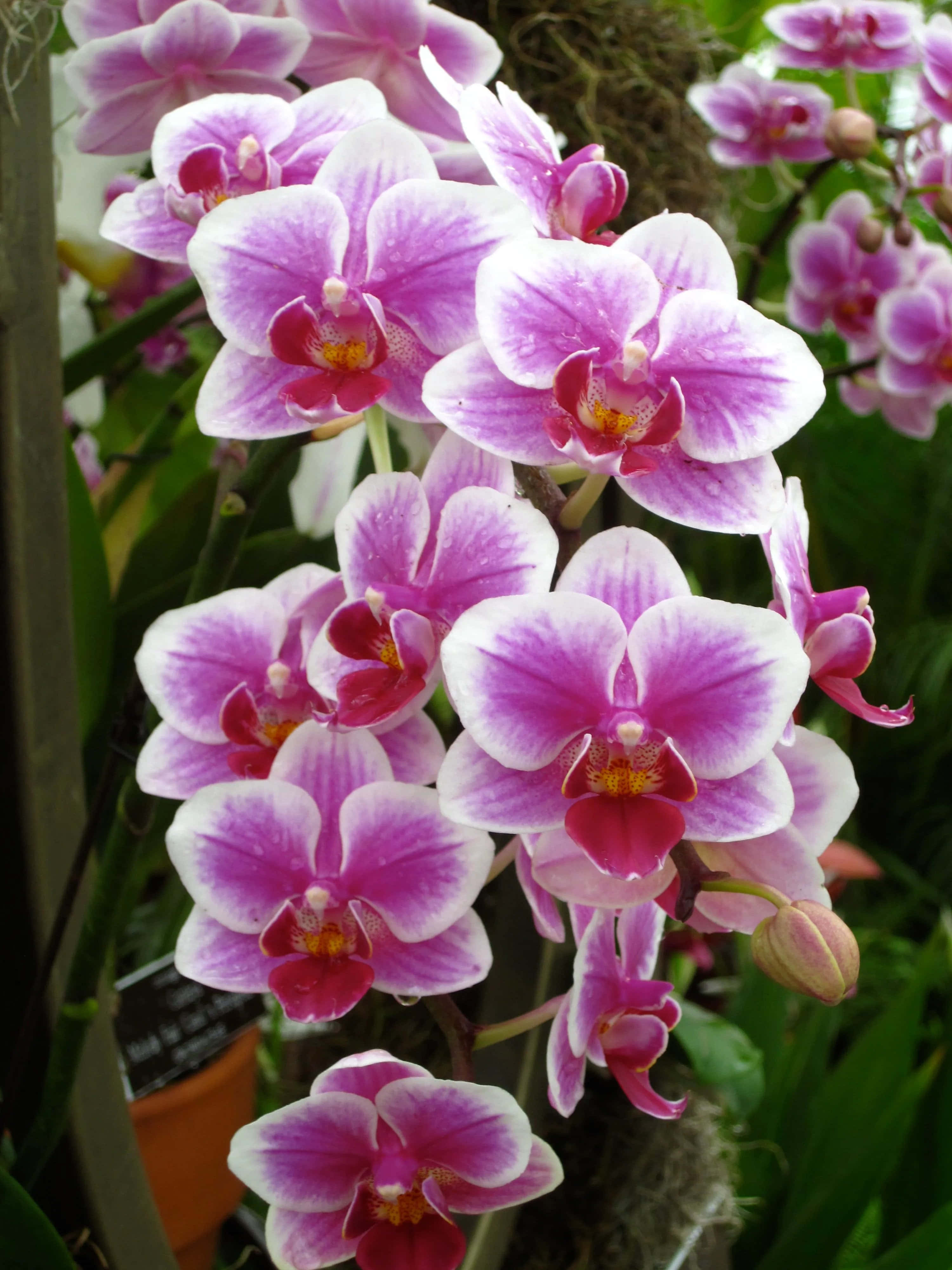 Orchid 桌布 壁紙 — 鮮豔的粉紅色和白色蘭花在柔和的綠色葉子背景下茂盛地簇擁綻放。