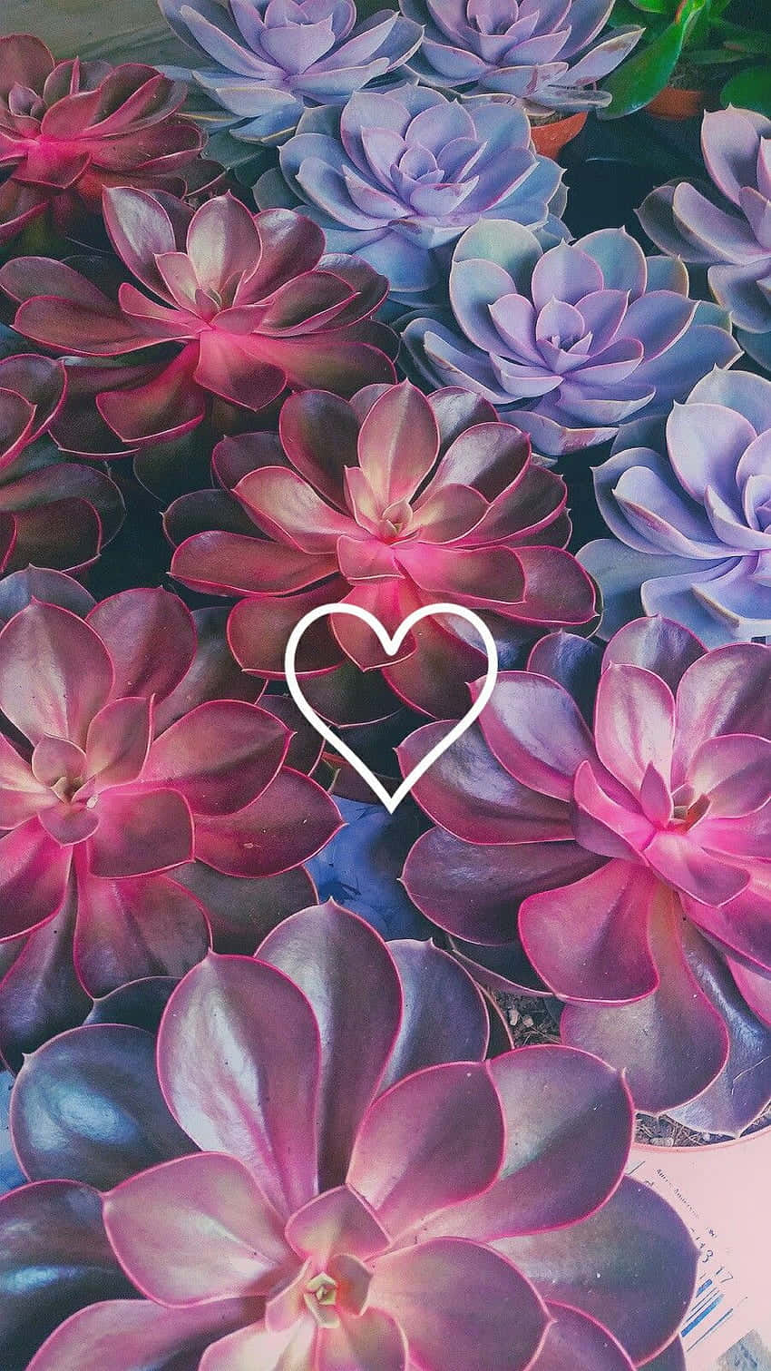 Cute Flower 桌布 壁紙 — 鮮豔的粉紅色和紫色多肉植物密集排列，中央有一個白色心形輪廓。