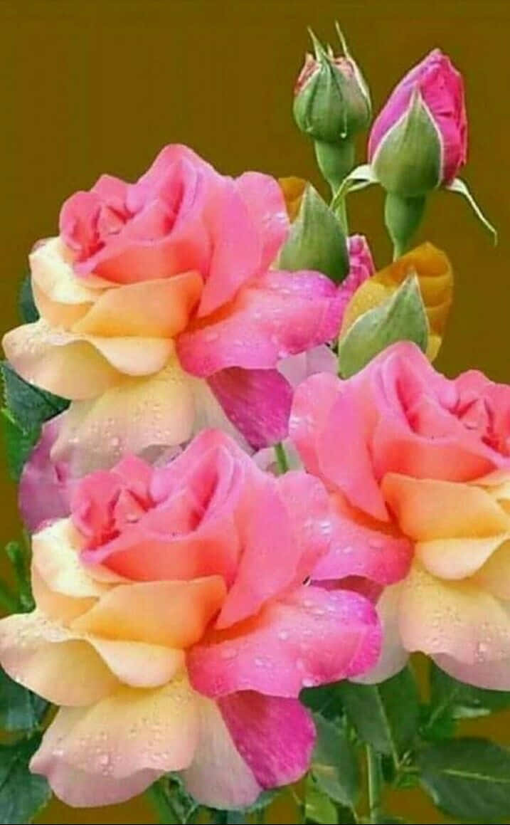 Hybrid Tea Roses 桌布 壁紙 — 鮮豔的粉紅色和黃色玫瑰帶有露珠，在溫暖的金色背景下盛開。