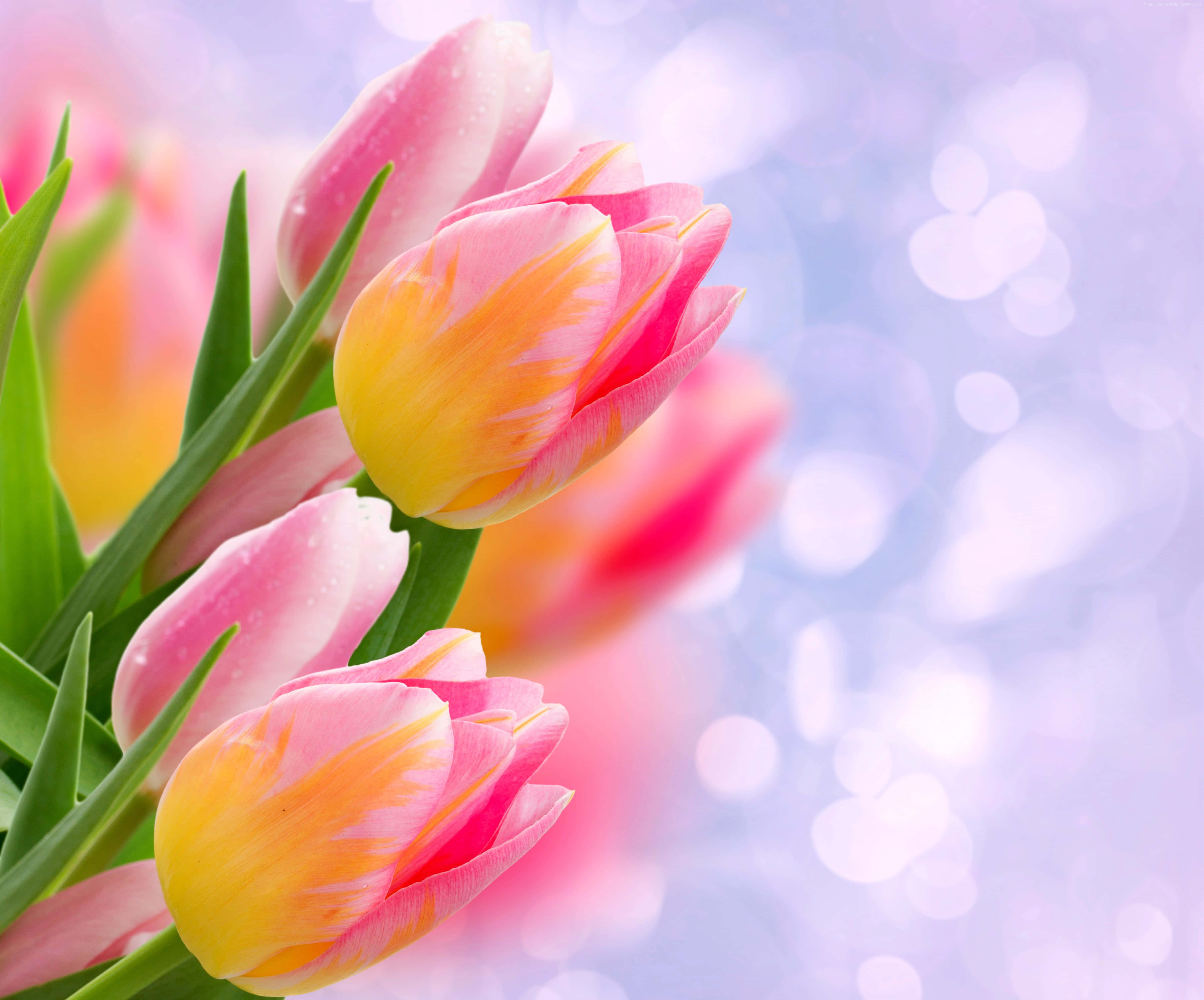 Yellow Tulips 桌布 壁紙 — 鮮豔的粉紅色和黃色鬱金香帶有露珠，在柔和的紫色散景背景下盛開。