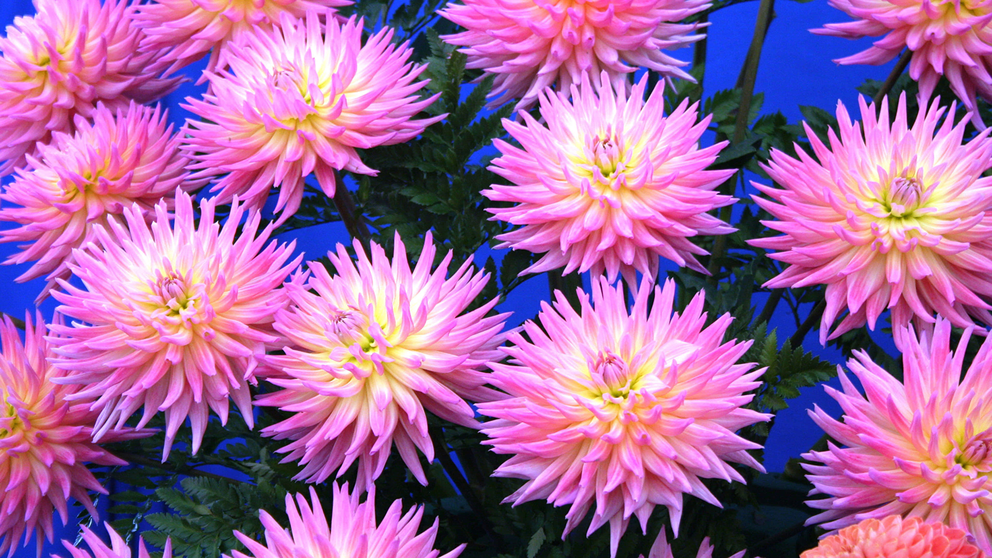 Pink Chrysanthemums 桌布 壁紙 — 鮮豔的粉紅色大麗花，花瓣尖銳，花心黃色，在鮮明的藍色背景上密集綻放。