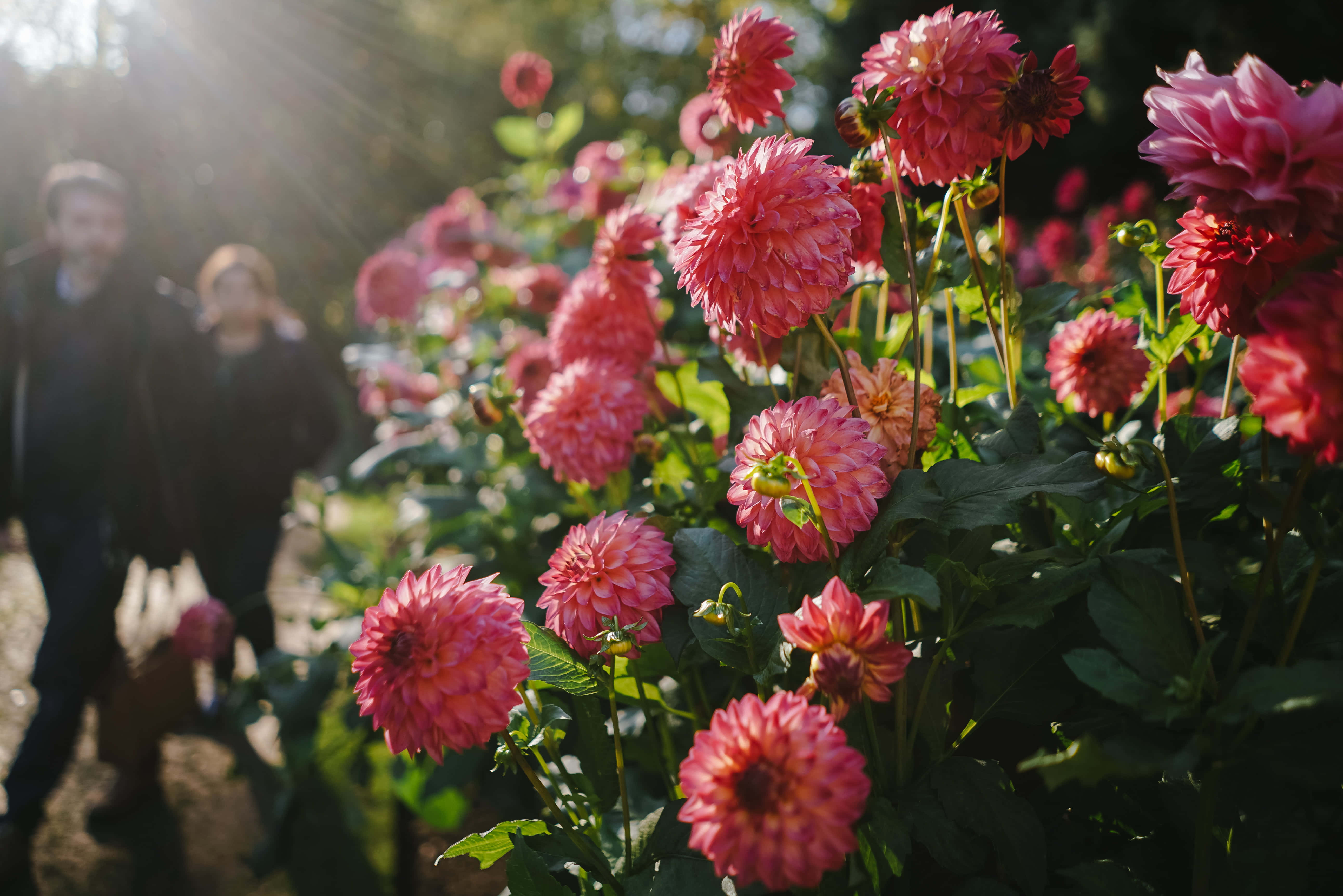 Pink Chrysanthemums 桌布 壁紙 — 鮮豔的粉紅色大麗花在陽光明媚的花園中盛開，後面有一對模糊的情侶走過。