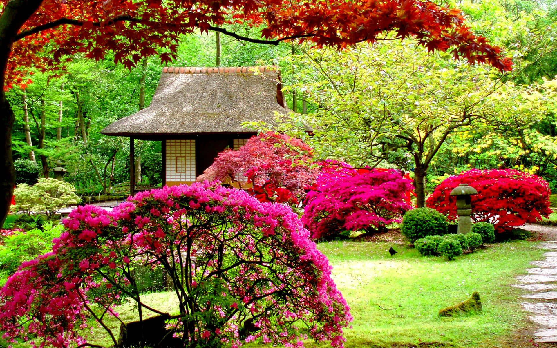 Garden Design 桌布 壁紙 — 鮮豔的粉紅色杜鵑花和紅色的楓葉環繞著一個傳統的茅草屋頂日本亭子，位於茂密的綠色花園中。