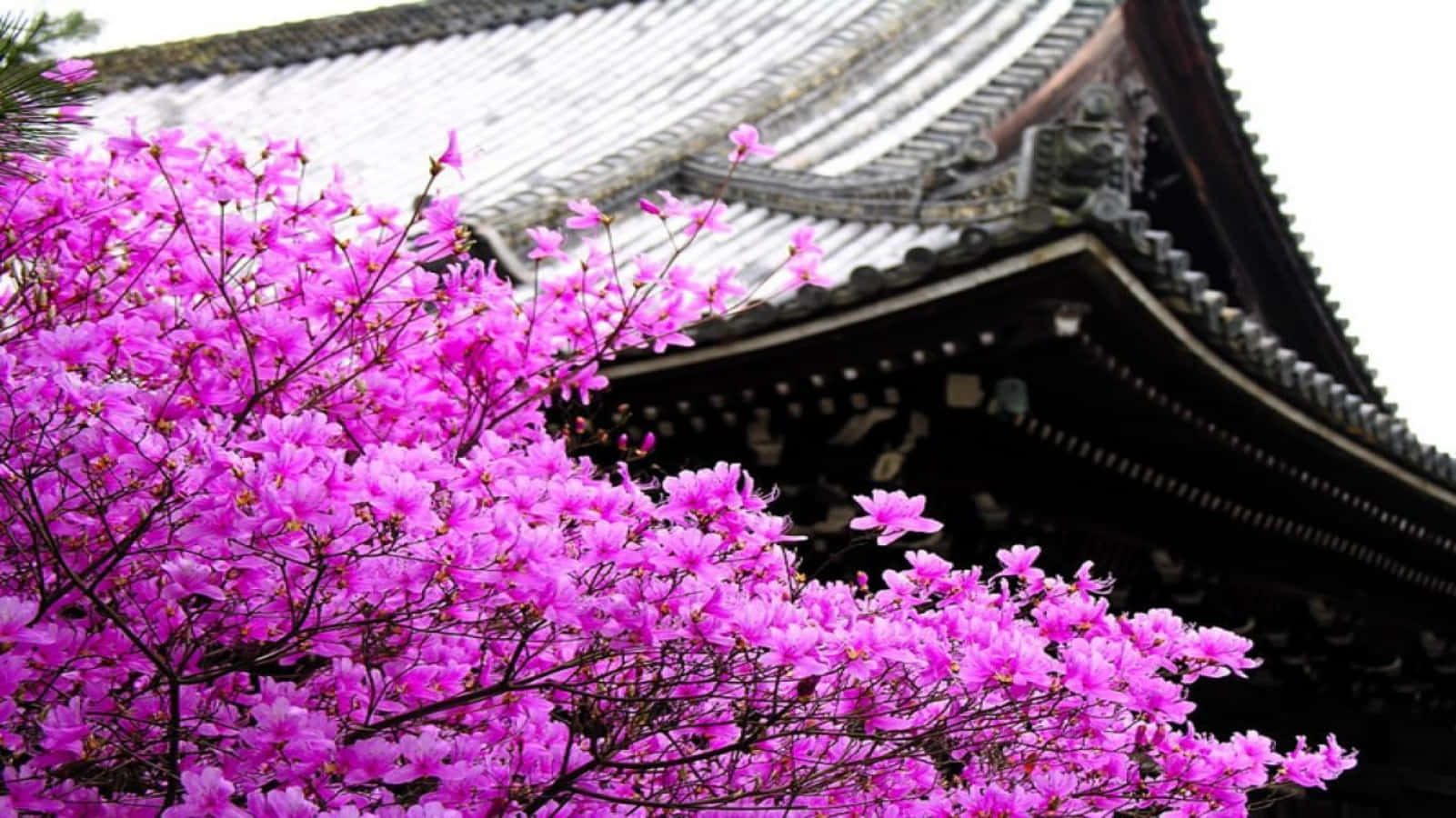 櫻花 桌布 壁紙 — 鮮豔的粉紅色杜鵑花在柔和日光下，於傳統日本寺廟屋頂前盛開。