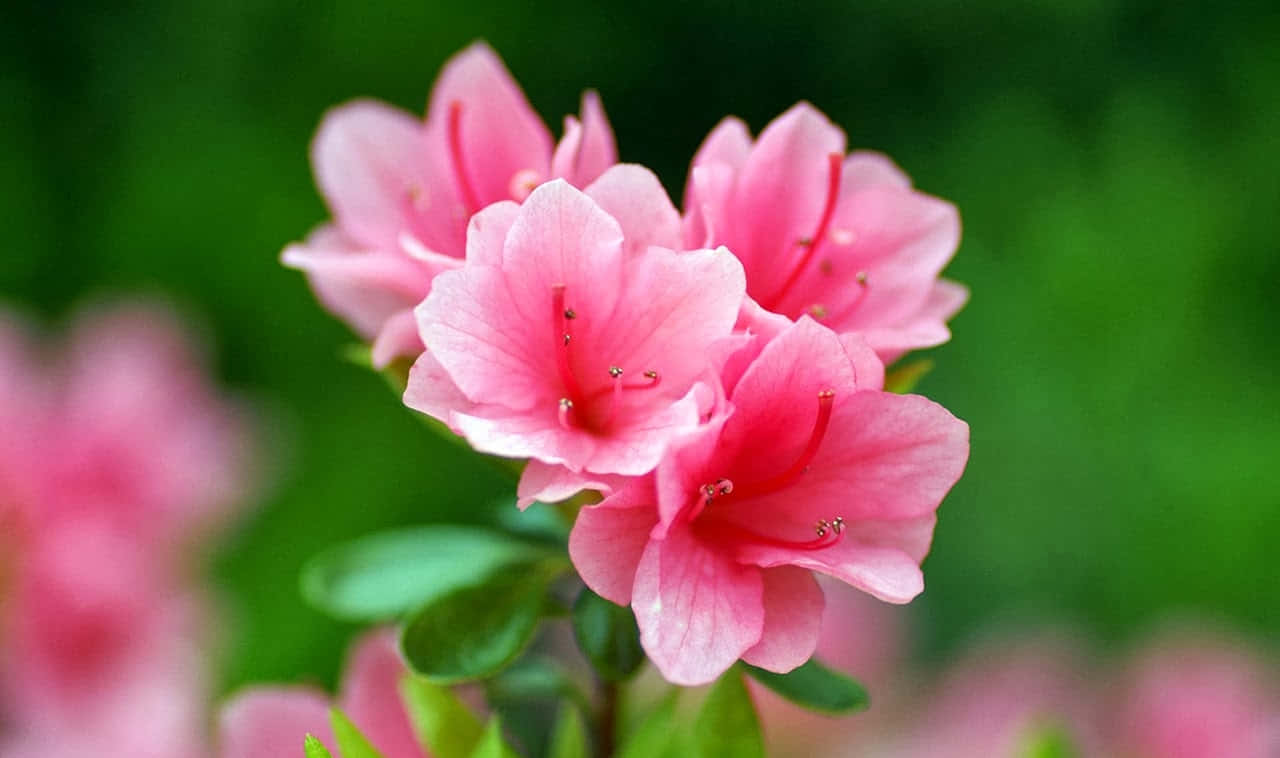 Blooming Flowers 桌布 壁紙 — 鮮豔的粉紅色杜鵑花盛開，帶有精緻的雄蕊，背景是茂密的綠色模糊背景。