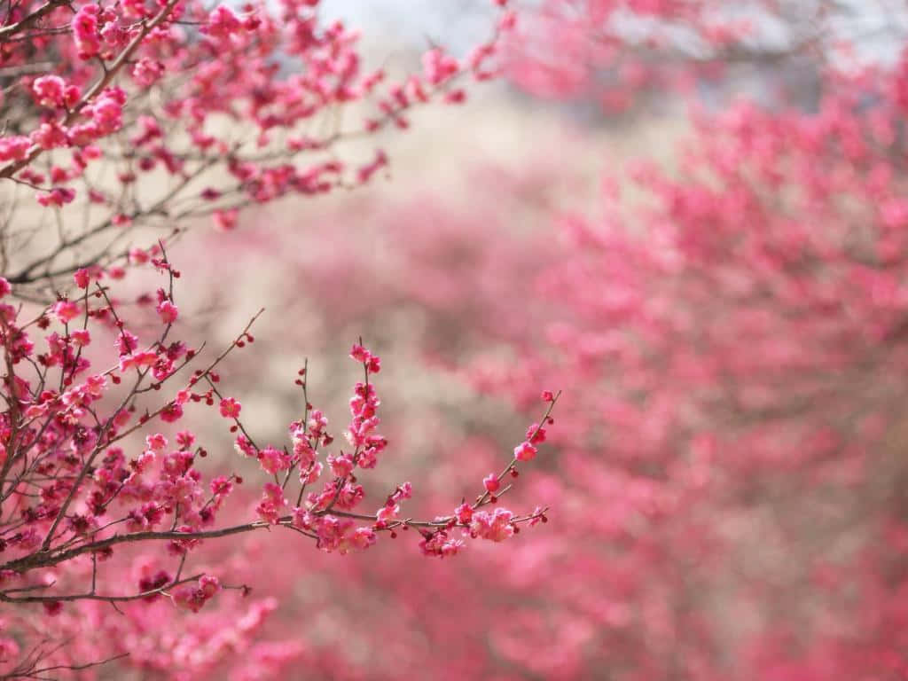 Blooming Trees 桌布 壁紙 — 鮮豔的粉紅色櫻花在柔和的模糊背景下，密集地盛開在纖細的樹枝上。