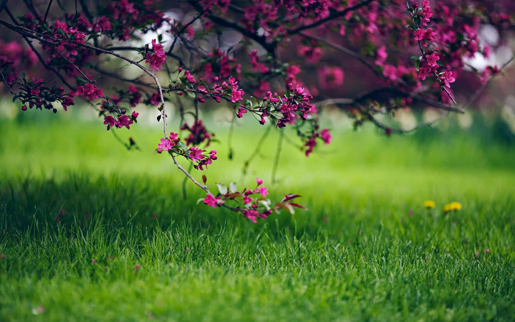 Spring Grass 桌布 壁紙 — 鮮豔的粉紅色櫻花在柔和自然光下，優雅地垂掛在茂密的綠色草坪上。