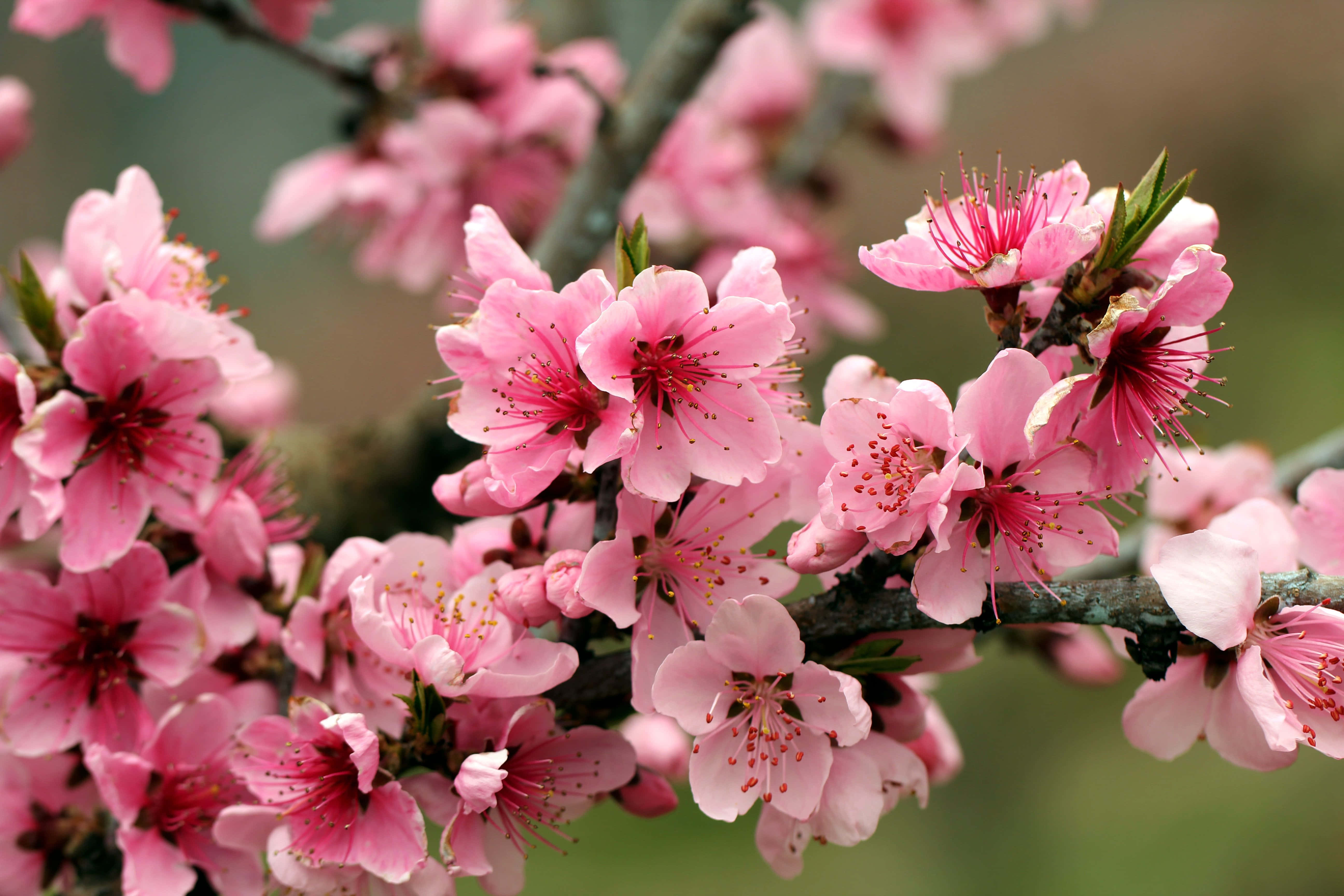 Blooming Trees 桌布 壁紙 — 鮮豔的粉紅色櫻花在深色樹枝上密集綻放，背景是柔和模糊的綠色。