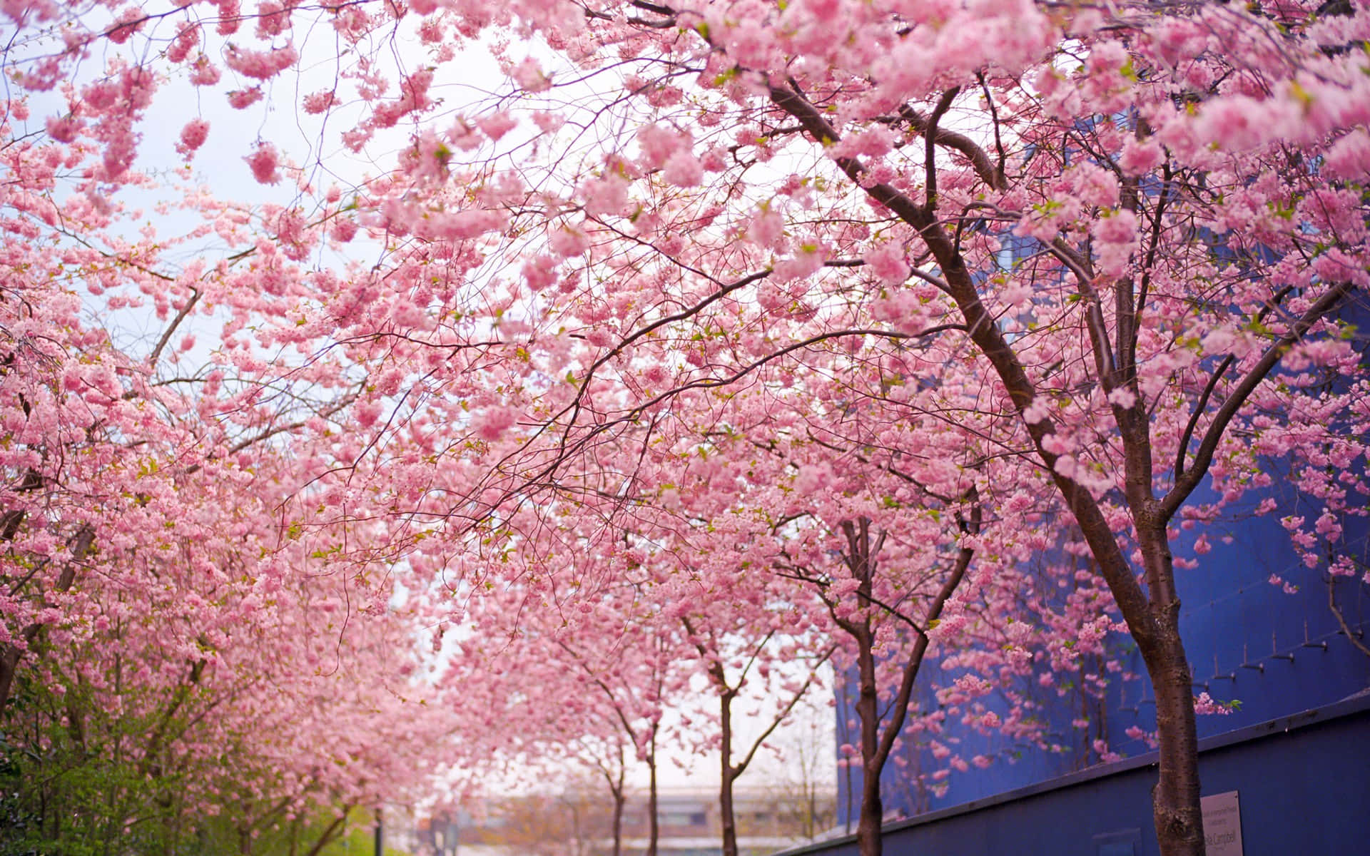 Cherry Blossom Tree 桌布 壁紙 — 鮮豔的粉紅色櫻花樹冠在藍色建築物旁邊的樹蔭小徑上方拱起。