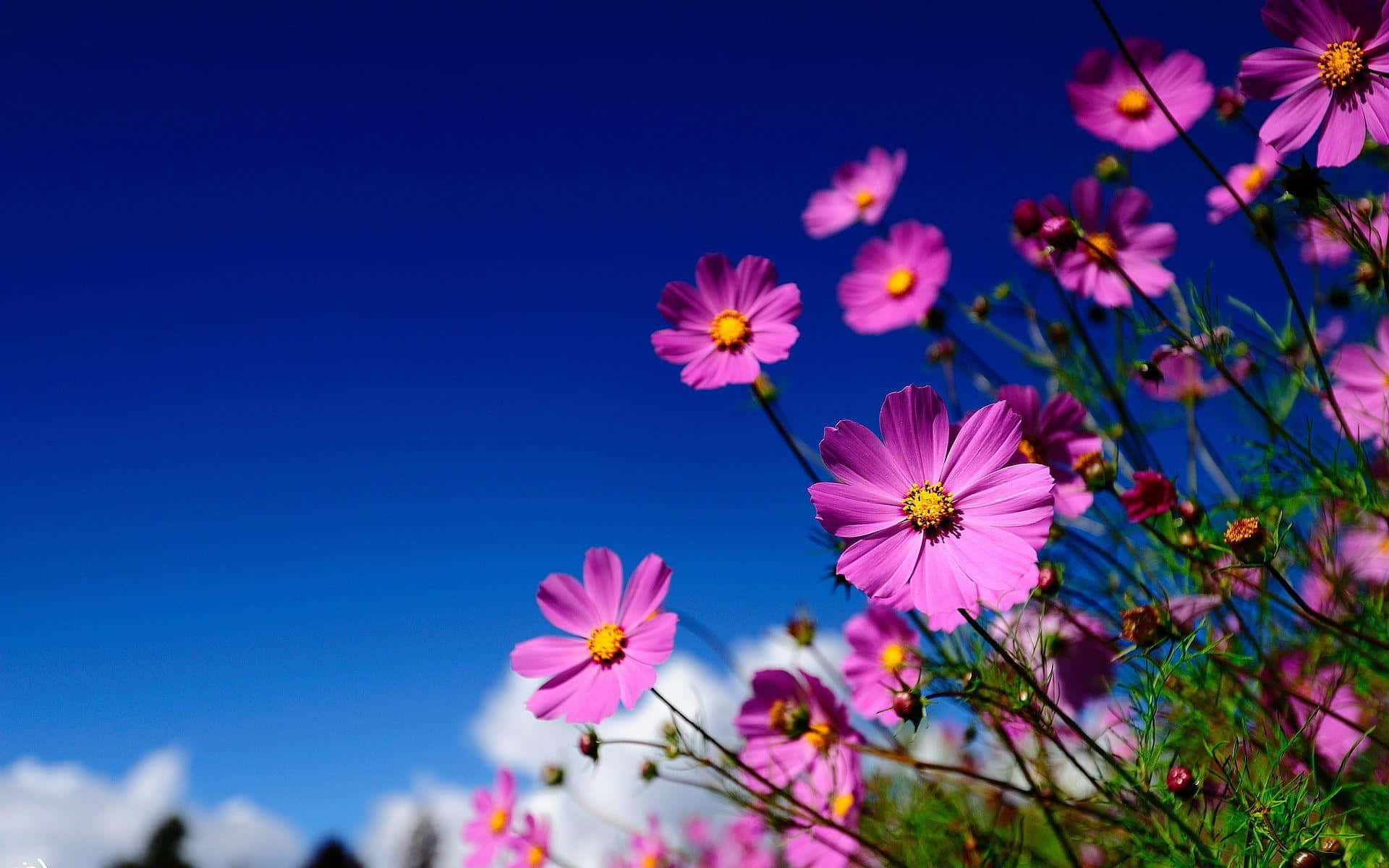 Wild Flower In Meadows 桌布 壁紙 — 鮮豔的粉紅色波斯菊在深藍色天空和蓬鬆白雲下盛開。