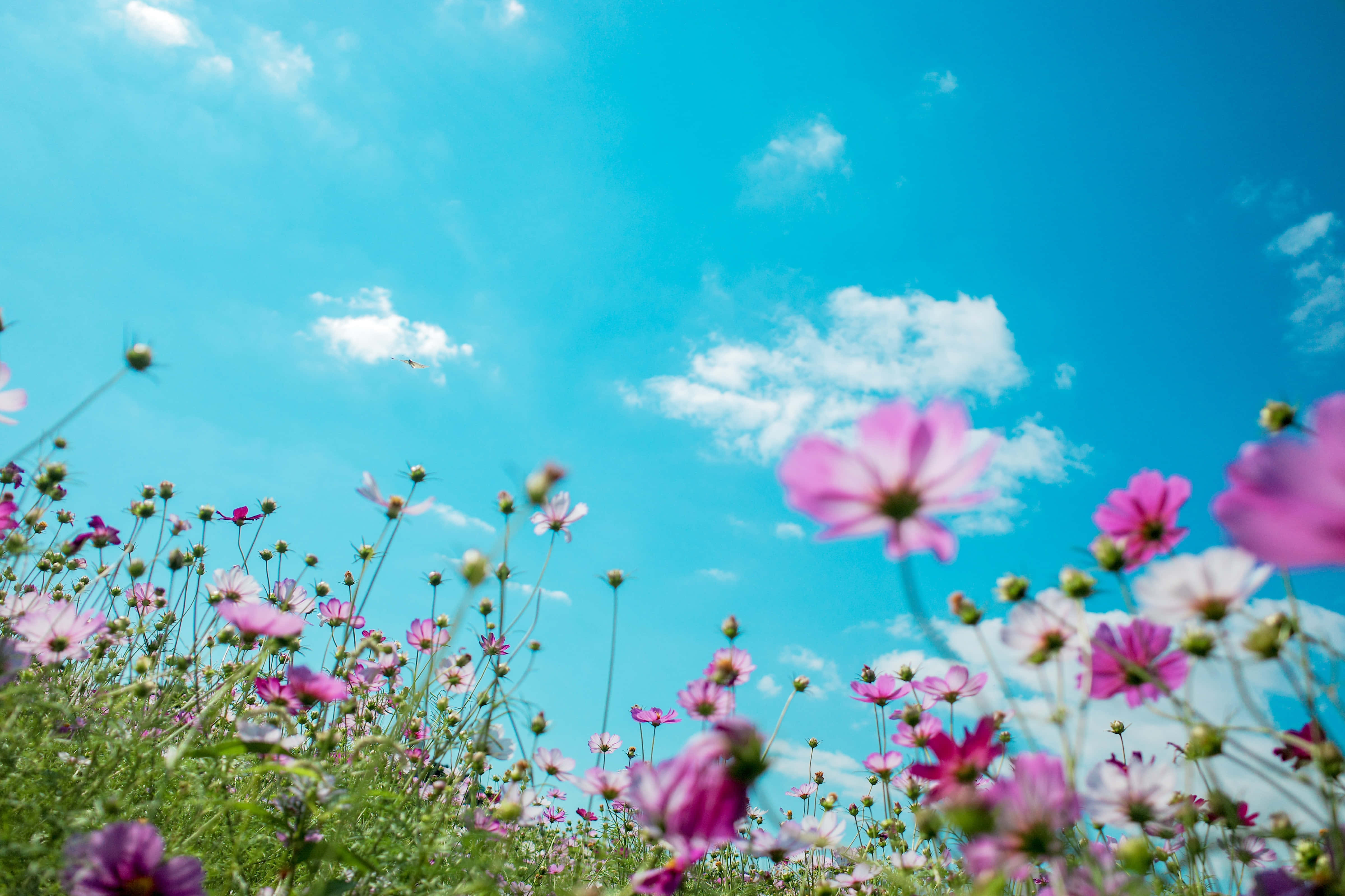 Summer Flowers 桌布 壁紙 — 鮮豔的粉紅色波斯菊在陽光明媚的田野中搖曳，背景是點綴著蓬鬆白雲的 vivid 藍天。