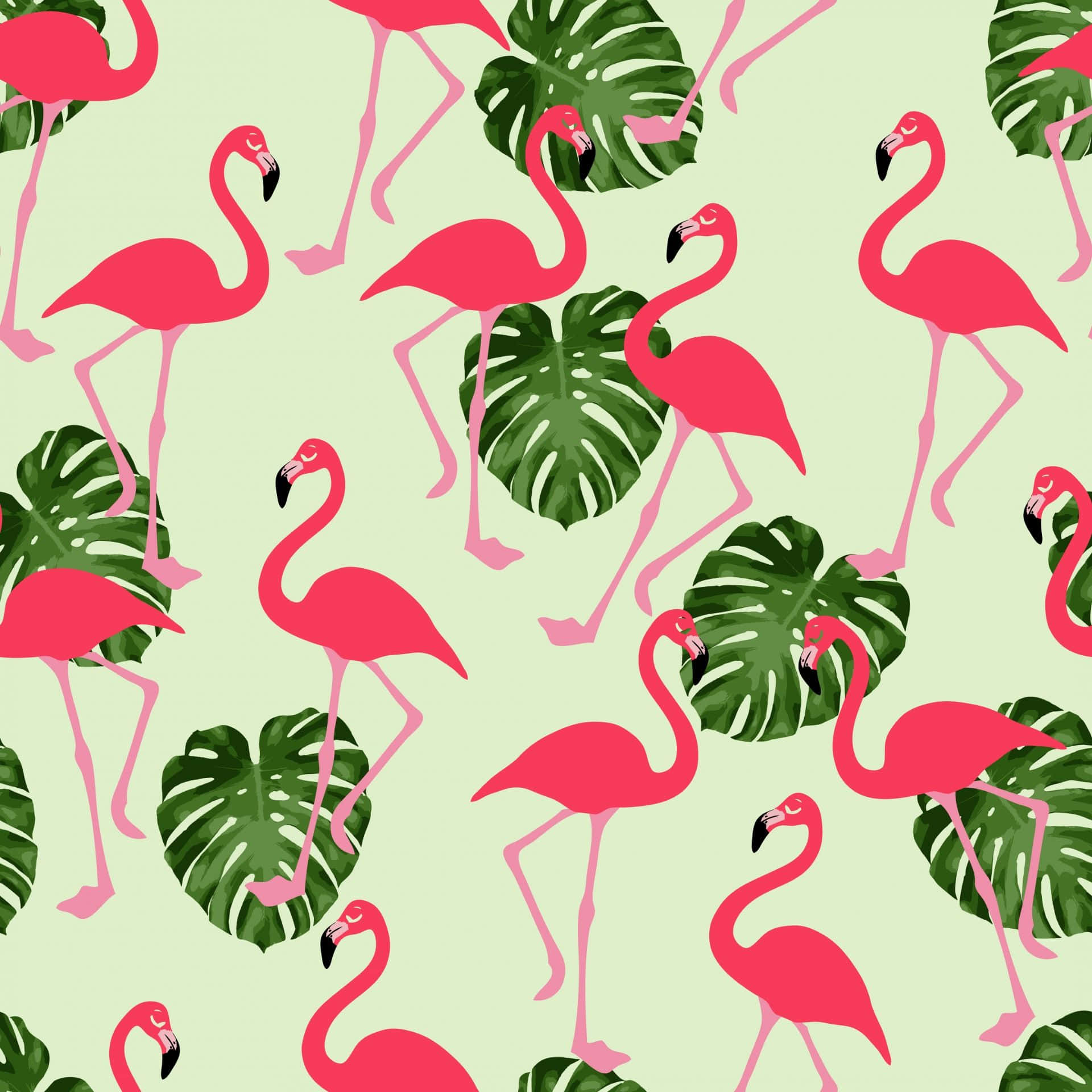 Pink Flamingos 桌布 壁紙 — 鮮豔的粉紅色火烈鳥和茂盛的綠色龜背竹葉在柔和的薄荷色背景上重複形成歡快的熱帶圖案。