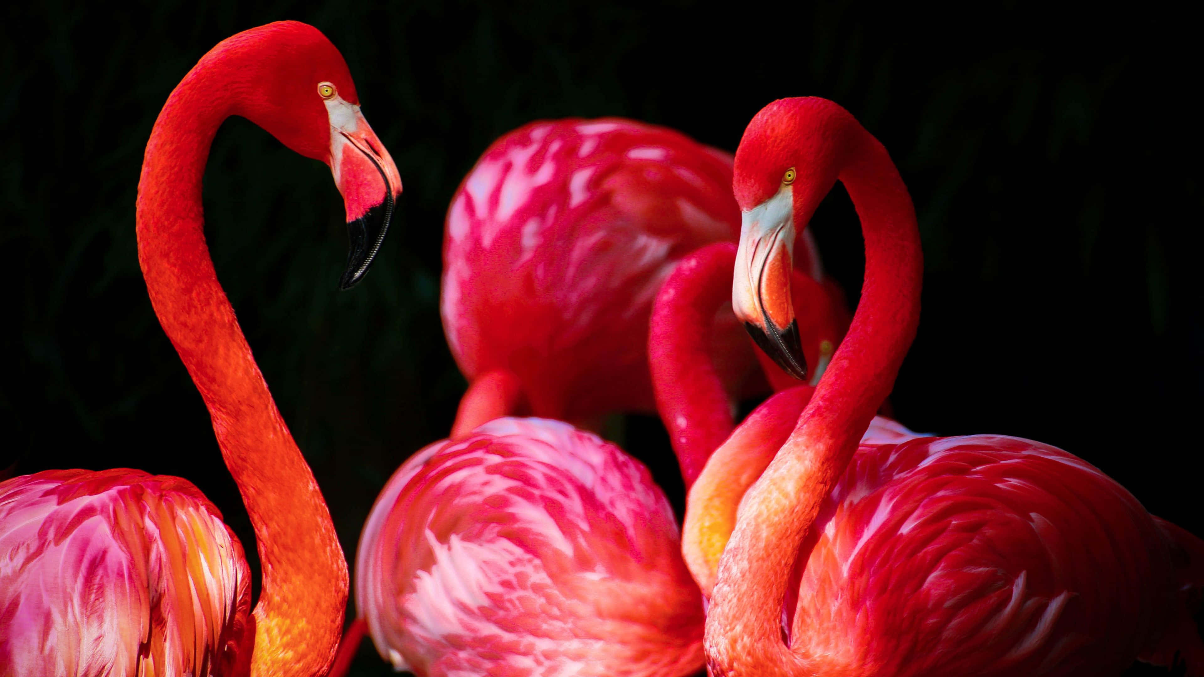 Pink Flamingos 桌布 壁紙 — 鮮豔的粉紅色火烈鳥彎曲著脖子，在深色背景下緊密地站在一起。