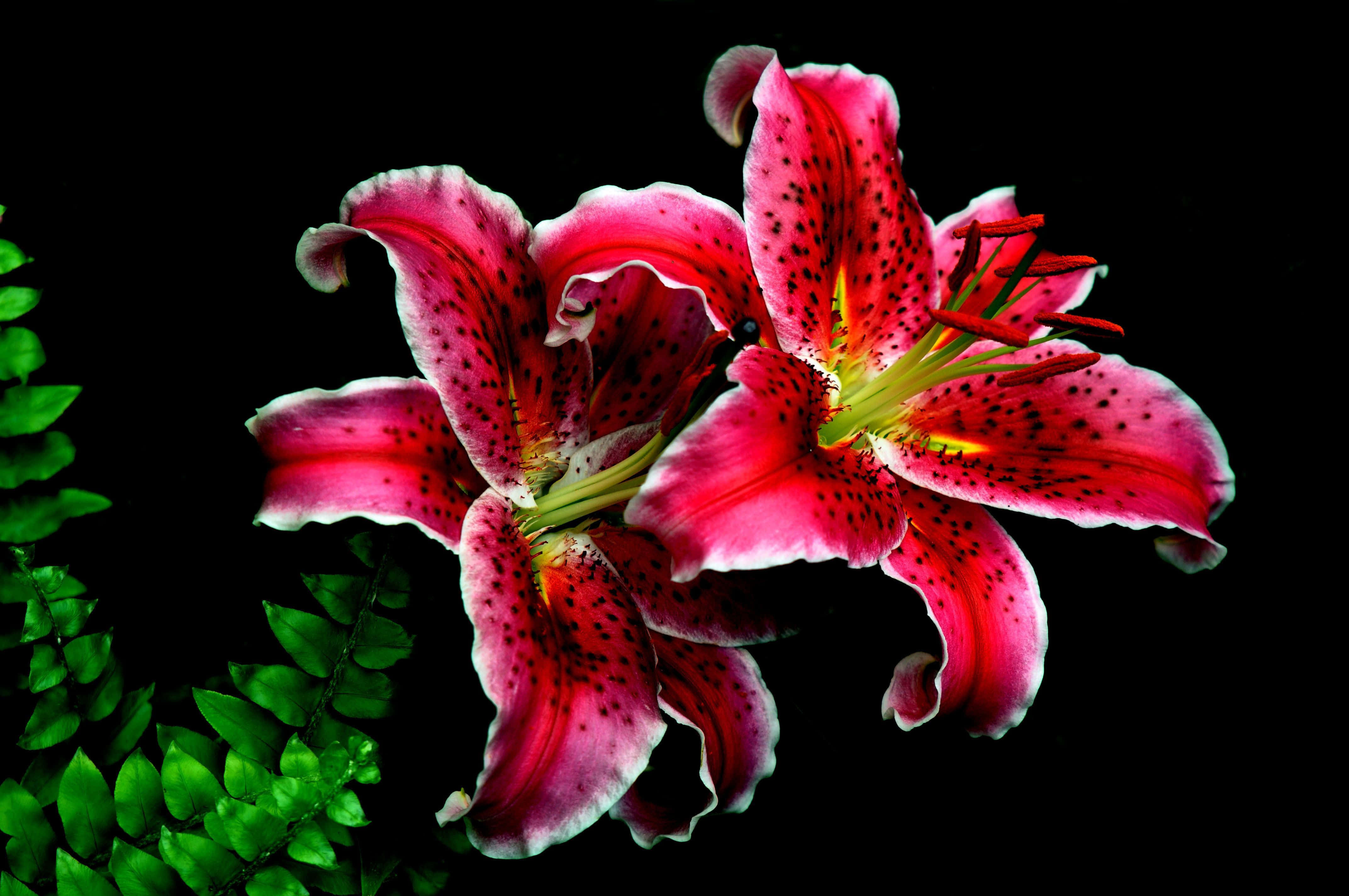 lily 桌布 壁紙 — 鮮豔的粉紅色百合帶有深色斑點，在純黑色背景上與茂密的綠色蕨類植物一起盛開。