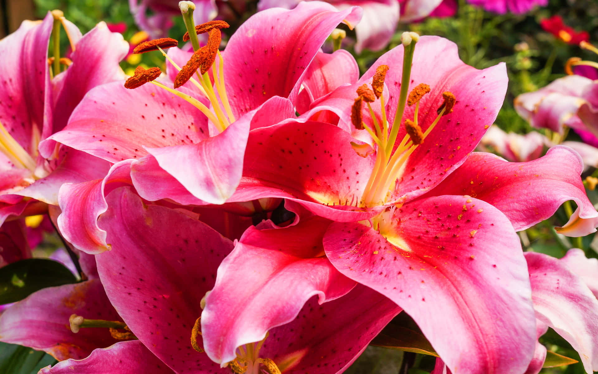 lily 桌布 壁紙 — 鮮豔的粉紅色百合花，帶有斑點花瓣和橙色雄蕊，在明亮的陽光下於茂盛的花園中盛開。