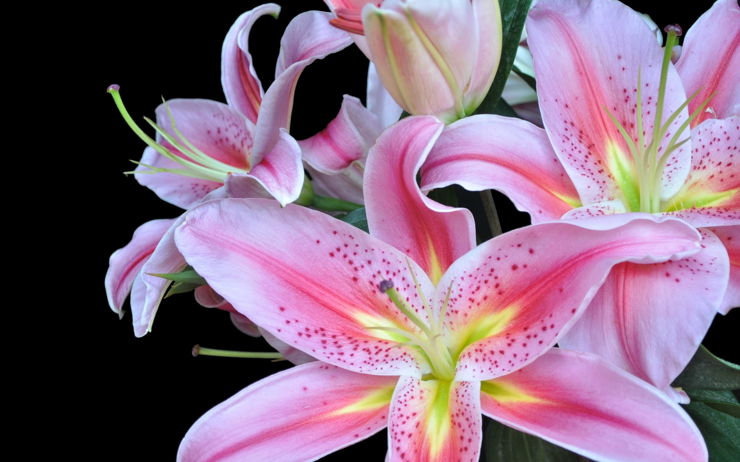lily 桌布 壁紙 — 鮮豔的粉紅色百合花，帶有斑點花瓣和黃色花心，在純黑色背景上盛開。