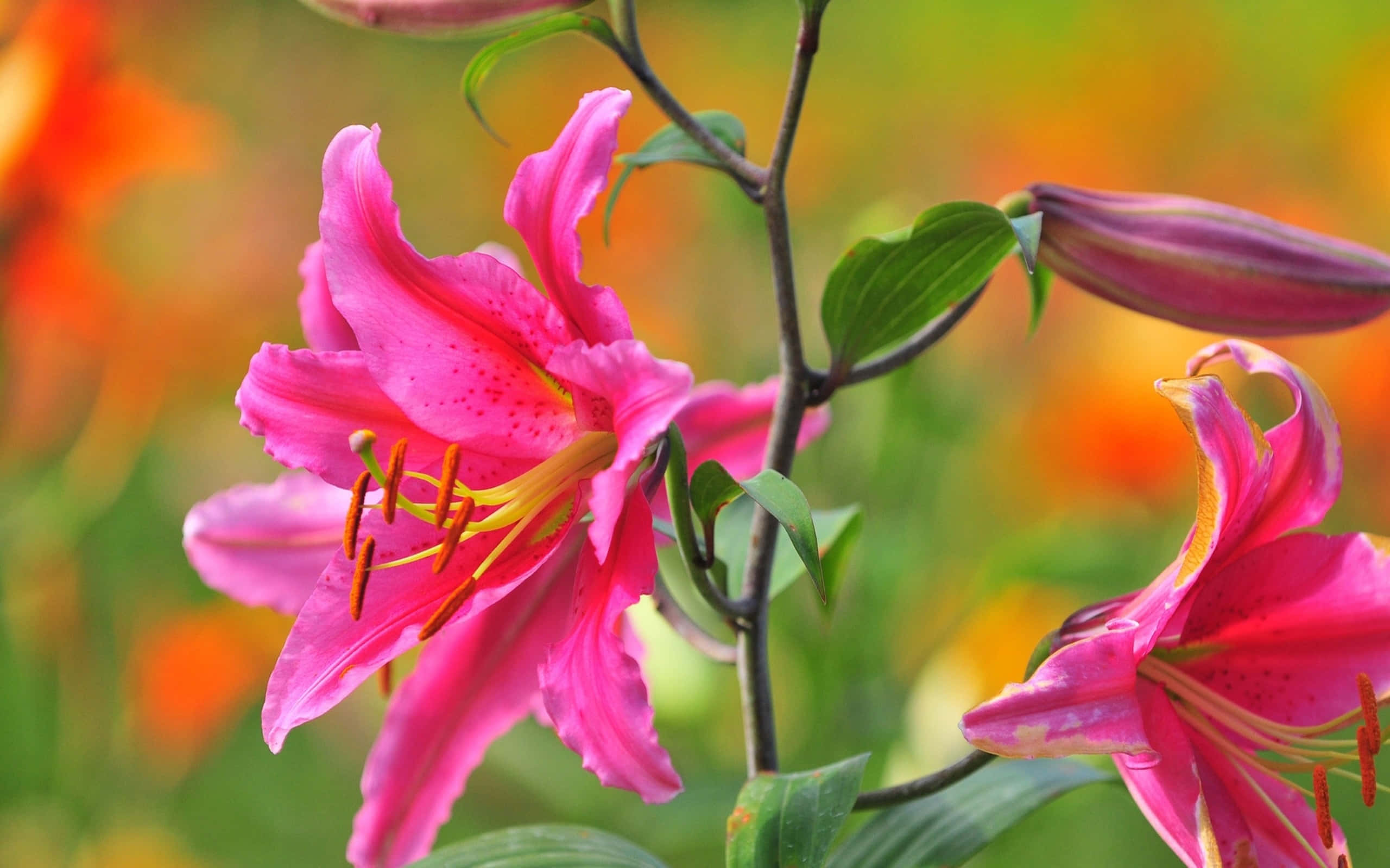 lily 桌布 壁紙 — 鮮豔的粉紅色百合花盛開，帶有斑點花瓣和橙色雄蕊，背景是溫暖模糊的花園。