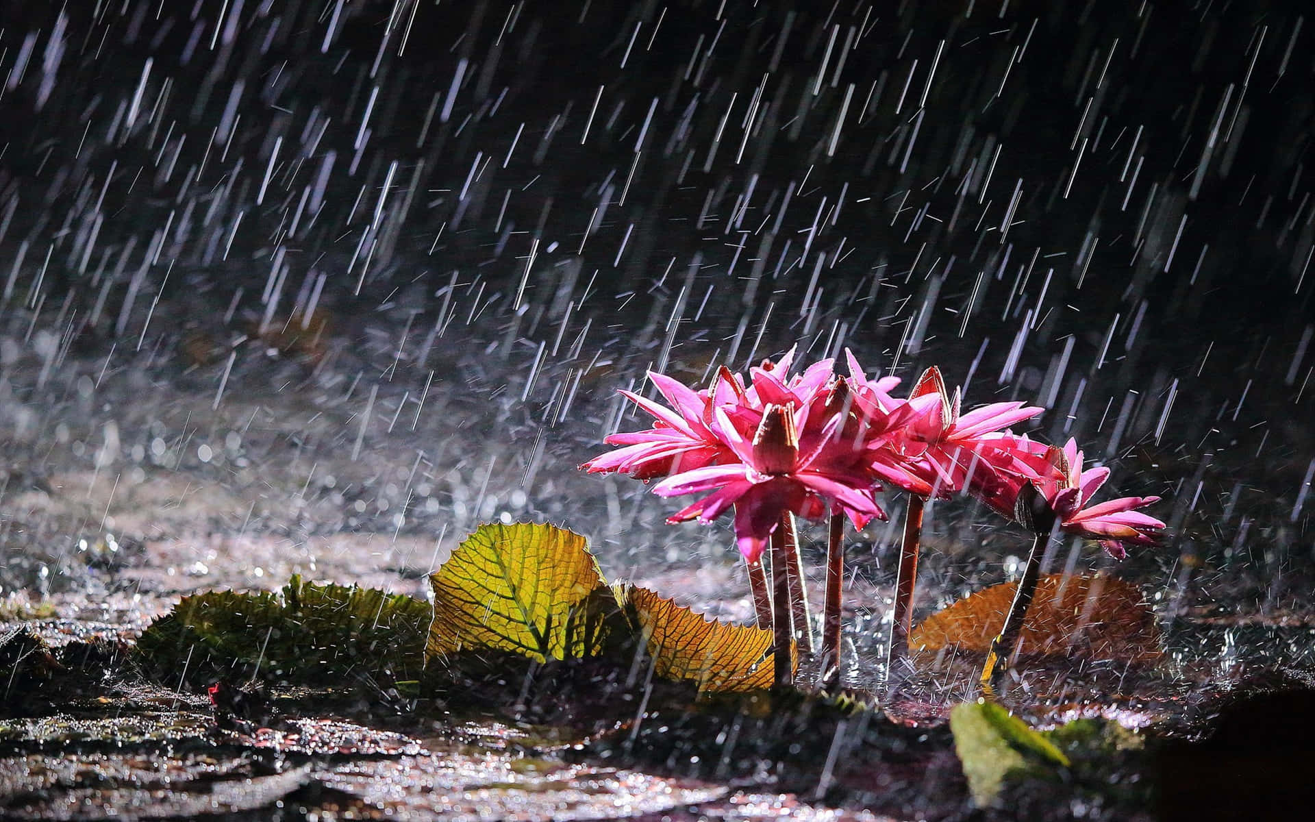 Spring Rain 桌布 壁紙 — 鮮豔的粉紅色睡蓮在傾盆大雨中頑強綻放，雨滴在黑暗背景下劃出條紋。
