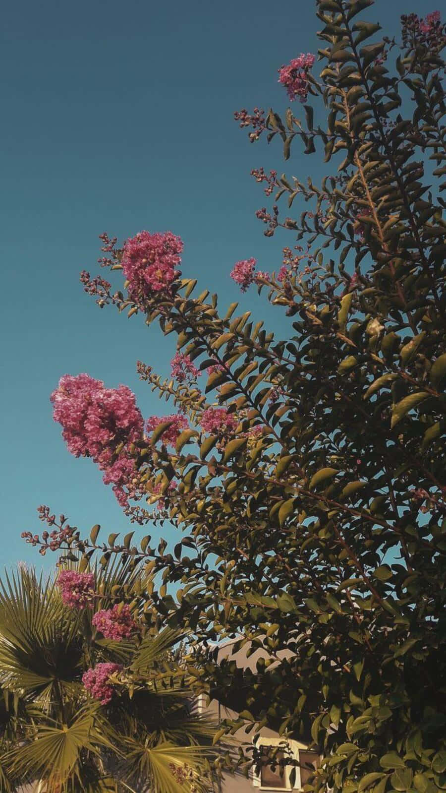 Vintage Aesthetic Plant 桌布 壁紙 — 鮮豔的粉紅色紫薇花在清澈的藍天下盛開，下方有茂密的綠葉和棕櫚葉。