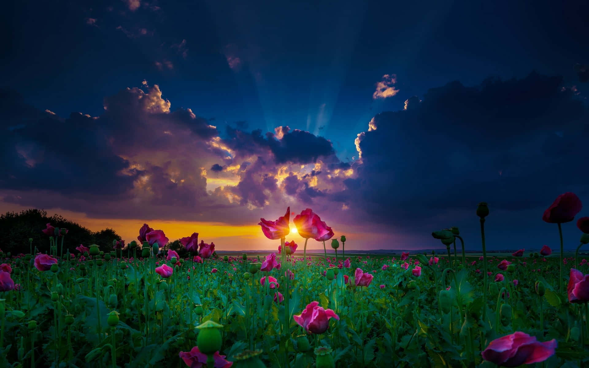 Spring Sunset 桌布 壁紙 — 鮮豔的粉紅色罌粟花在田野中盛開，金色陽光在日落時穿透戲劇性的紫色雲層。